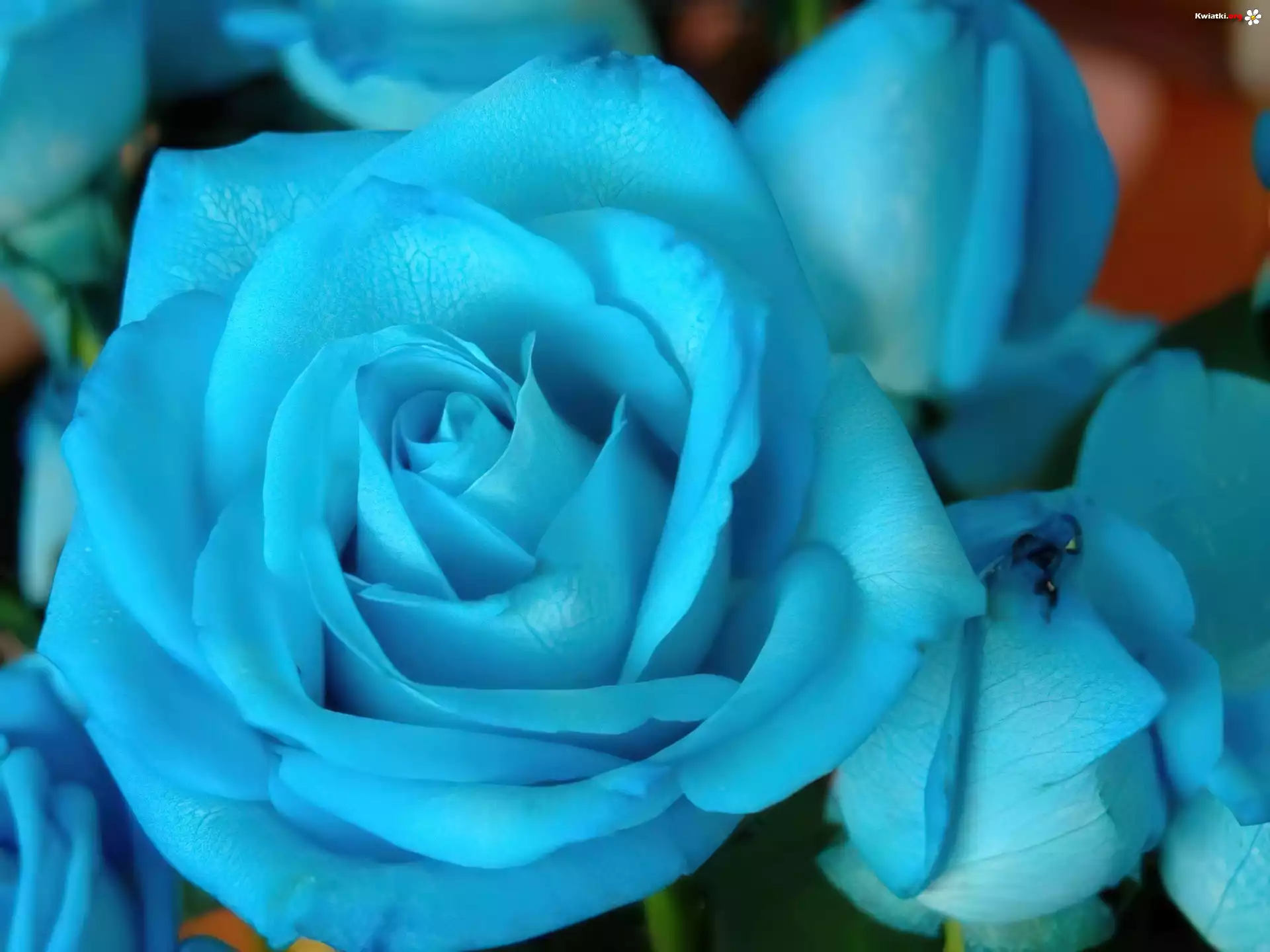 Niebieska, Róża, Kwiat