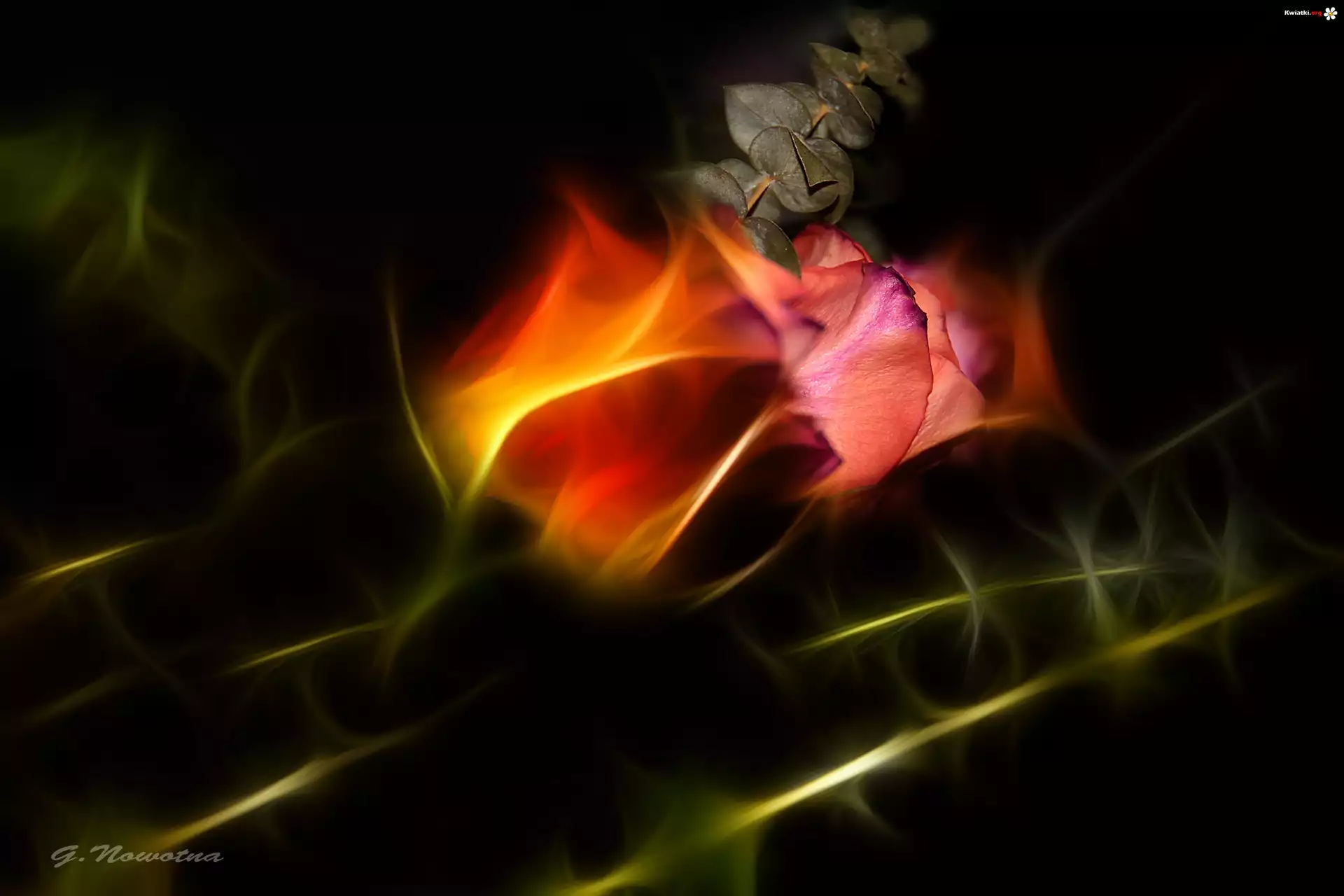 Róże, Fractalius