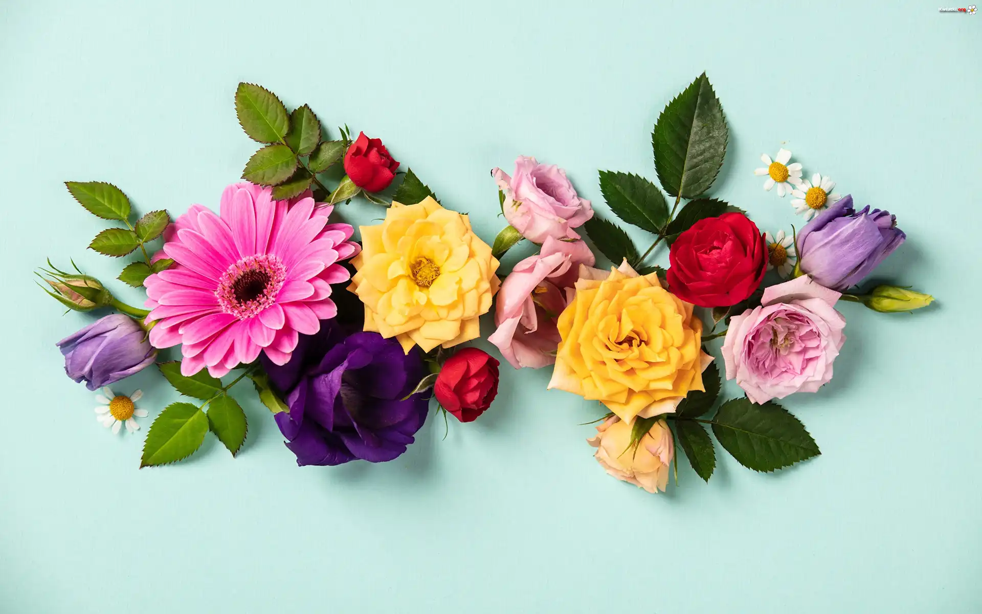 Kwiaty, Róże, Gerbera