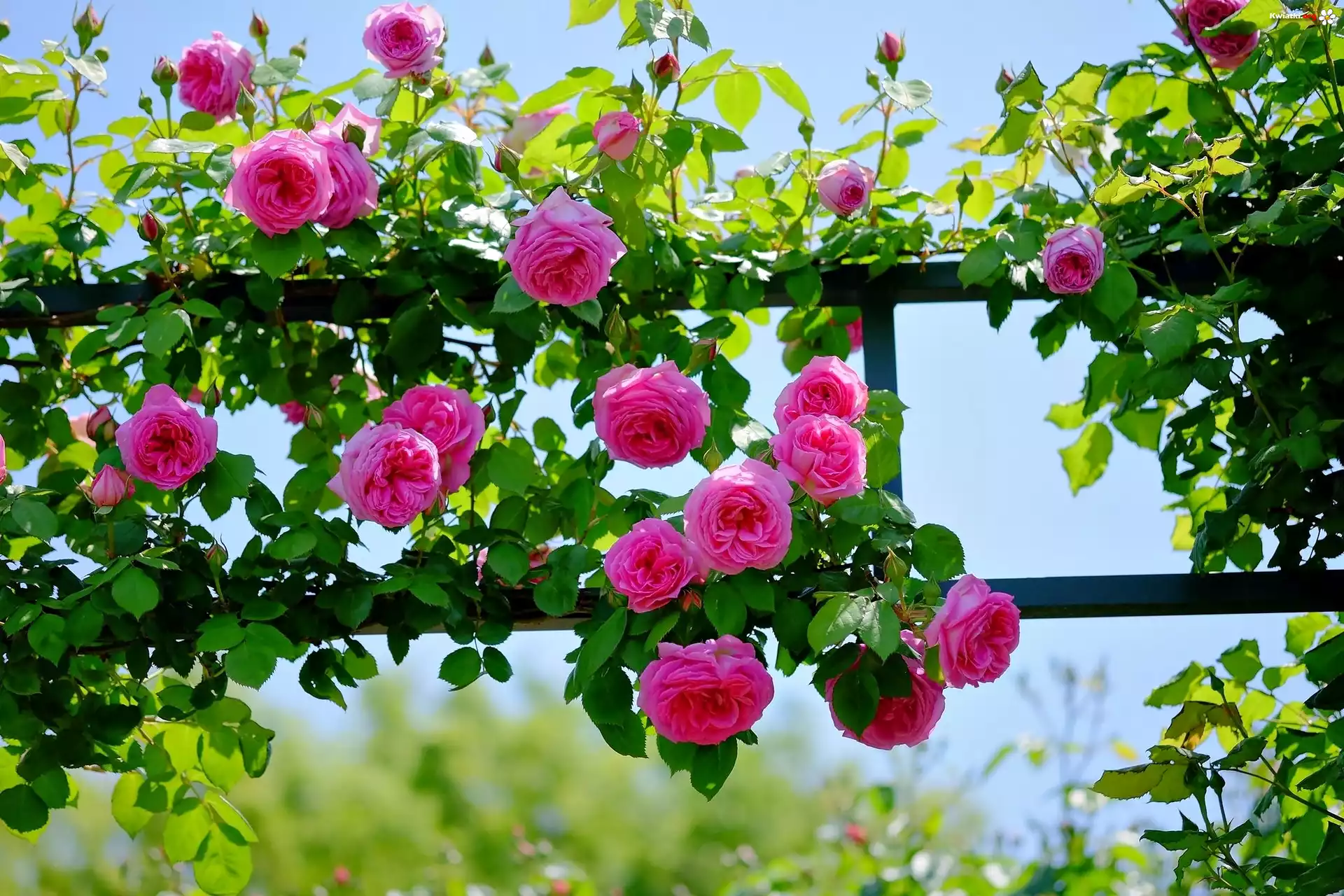 Róże, Pergola