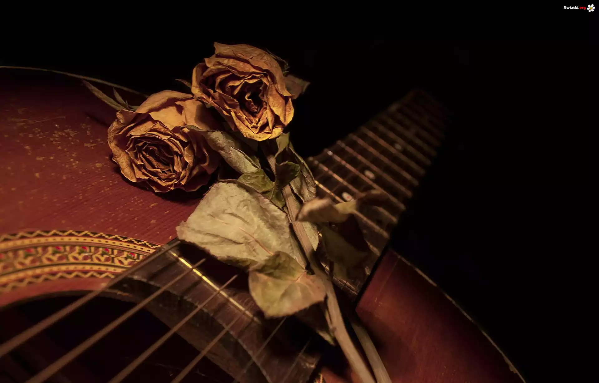 Suche, Róże, Gitara