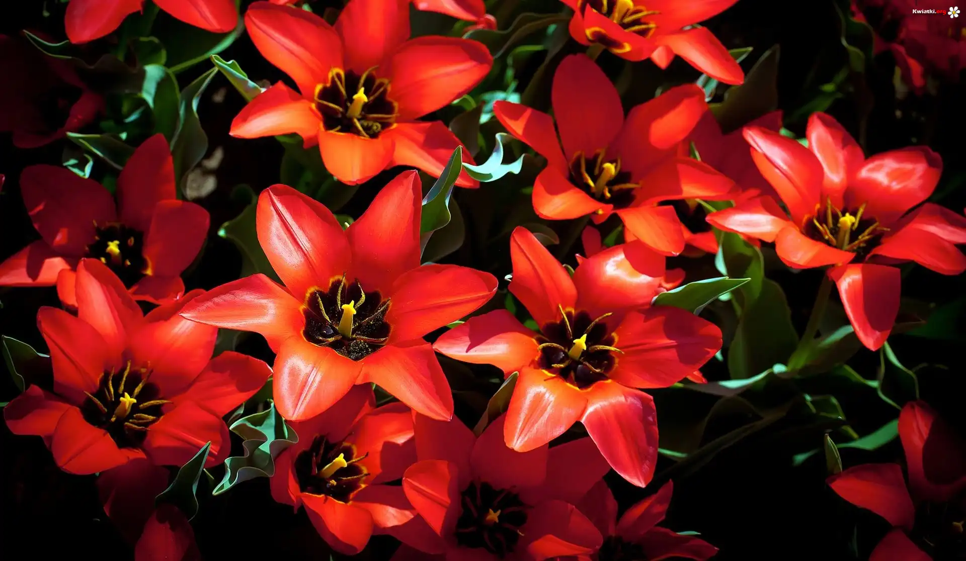 Czerwone, Rozkwitnięte, Tulipany