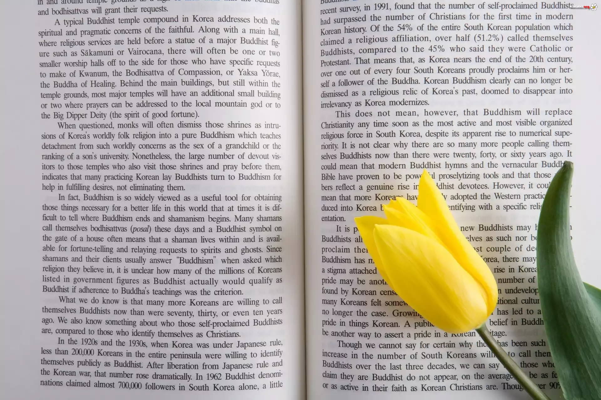 Rozłożona, Książka, Tekst, Żółty, Tulipan