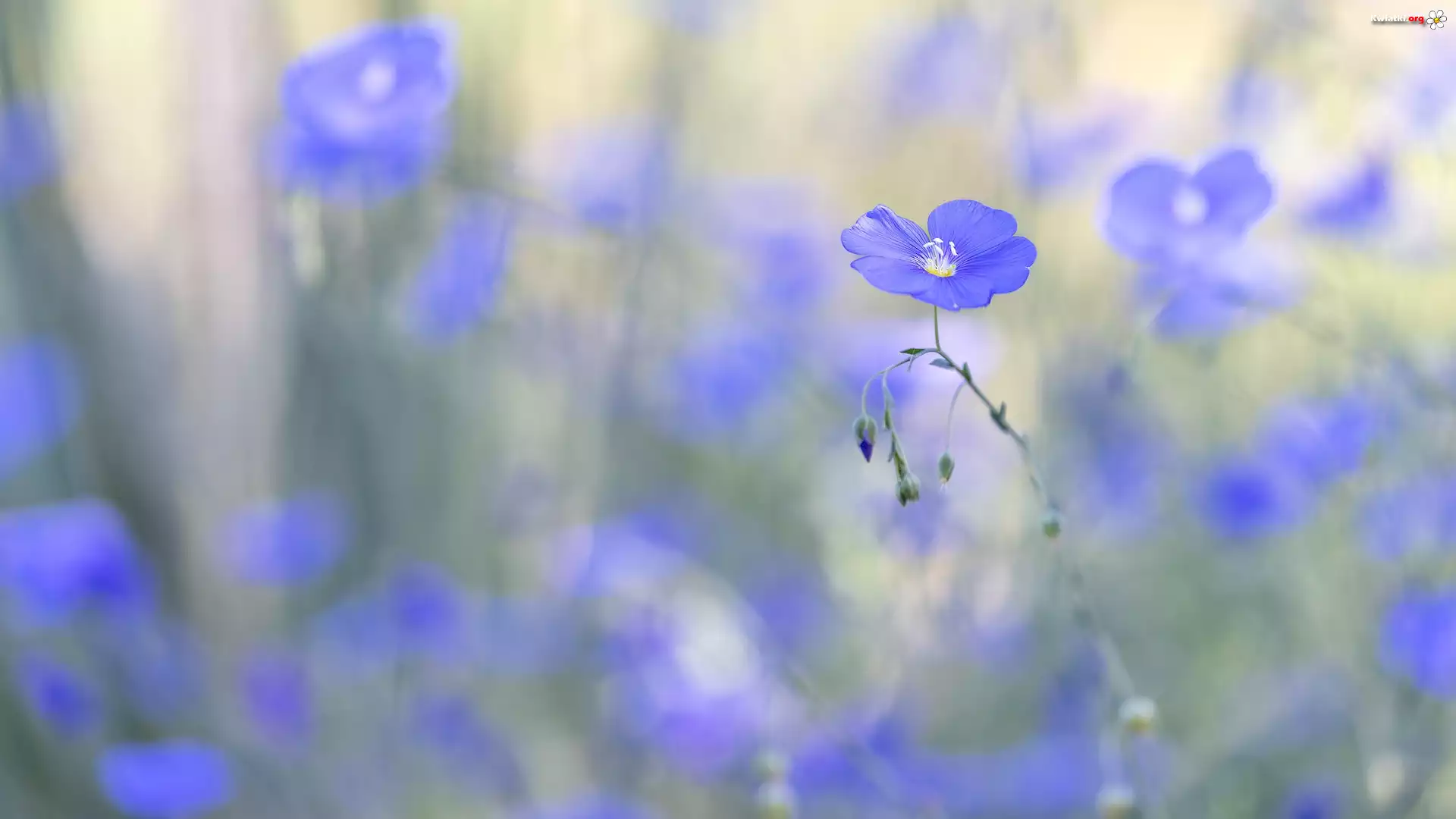 Niebieskie, Kwiaty, Len, Rozmycie