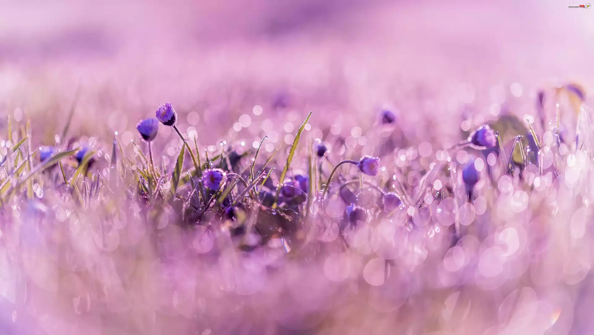 Stokrotki, Rozmycie, Bokeh