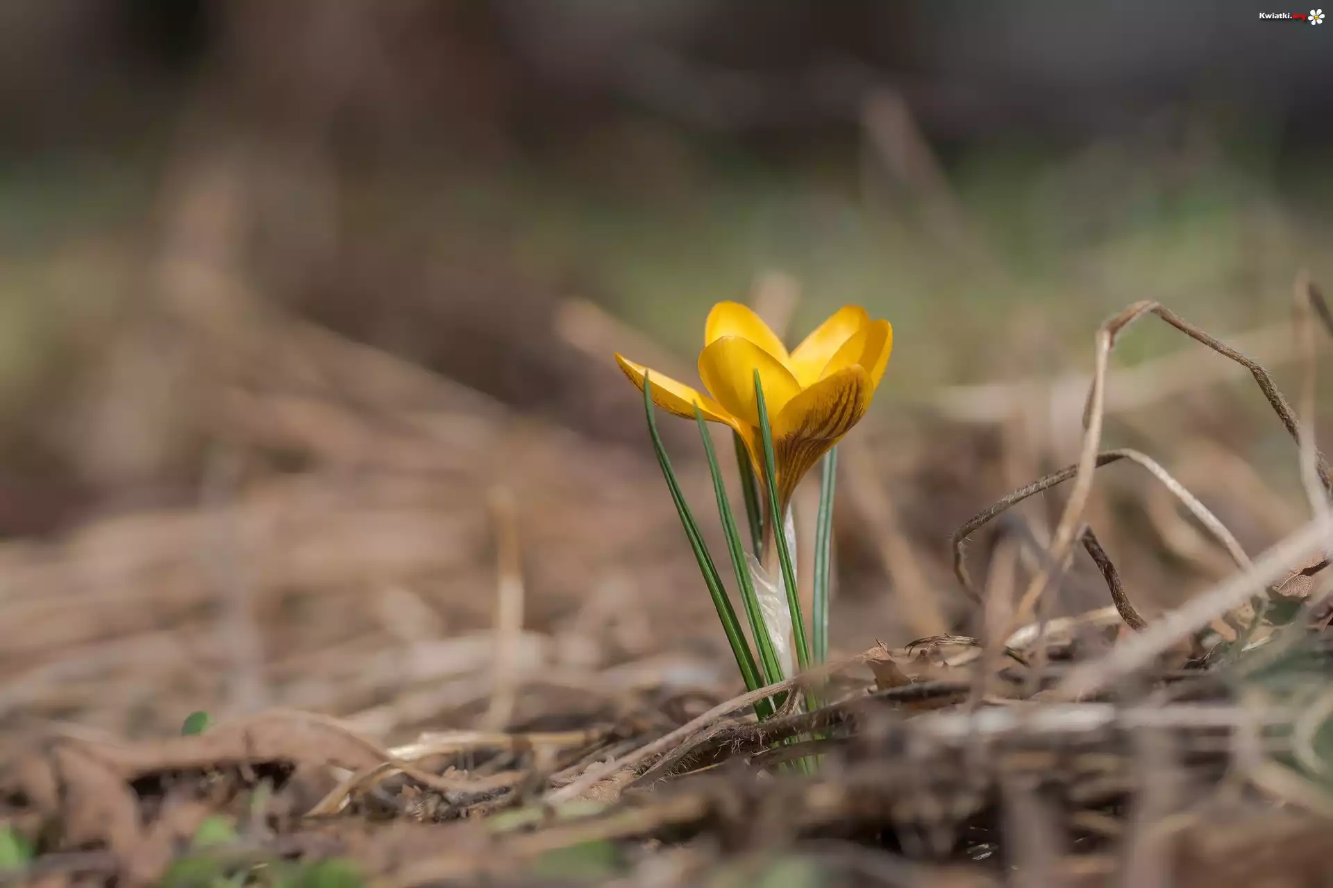 Żółty, Krokus, Rozmyte tło