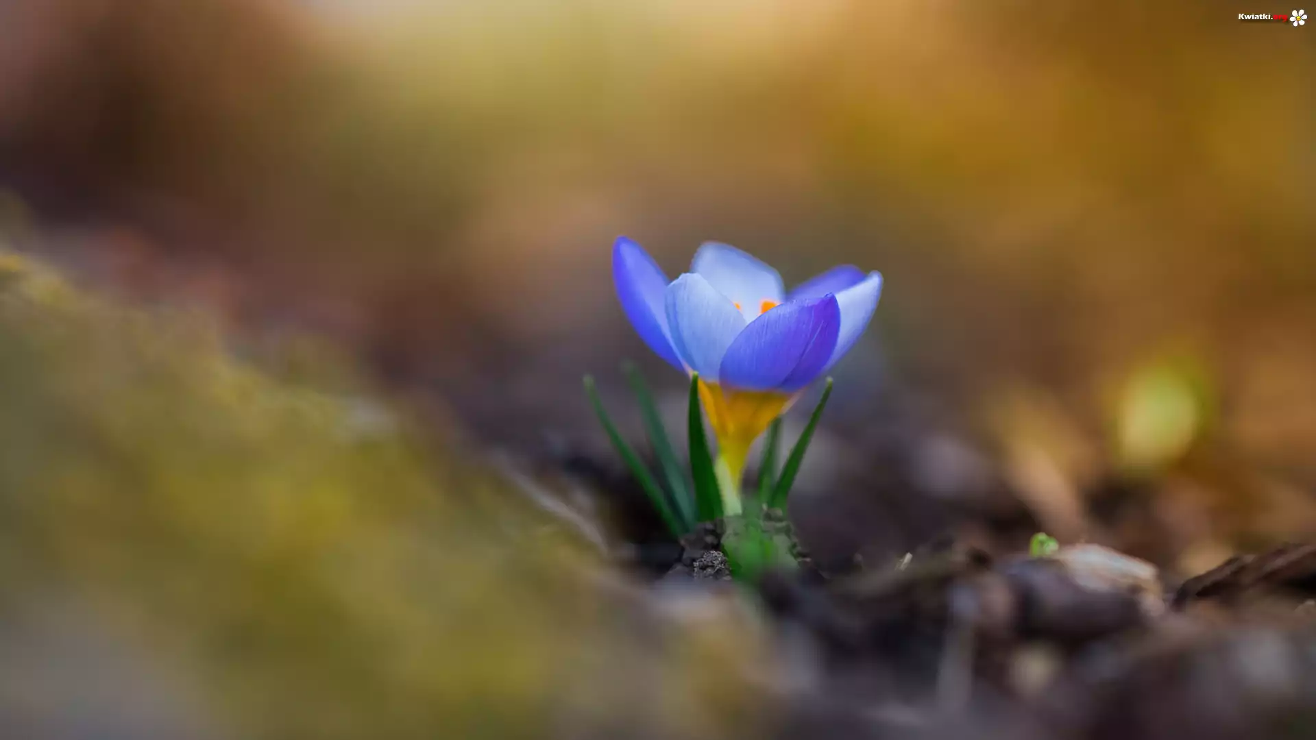 Krokus, Rozmyte tło