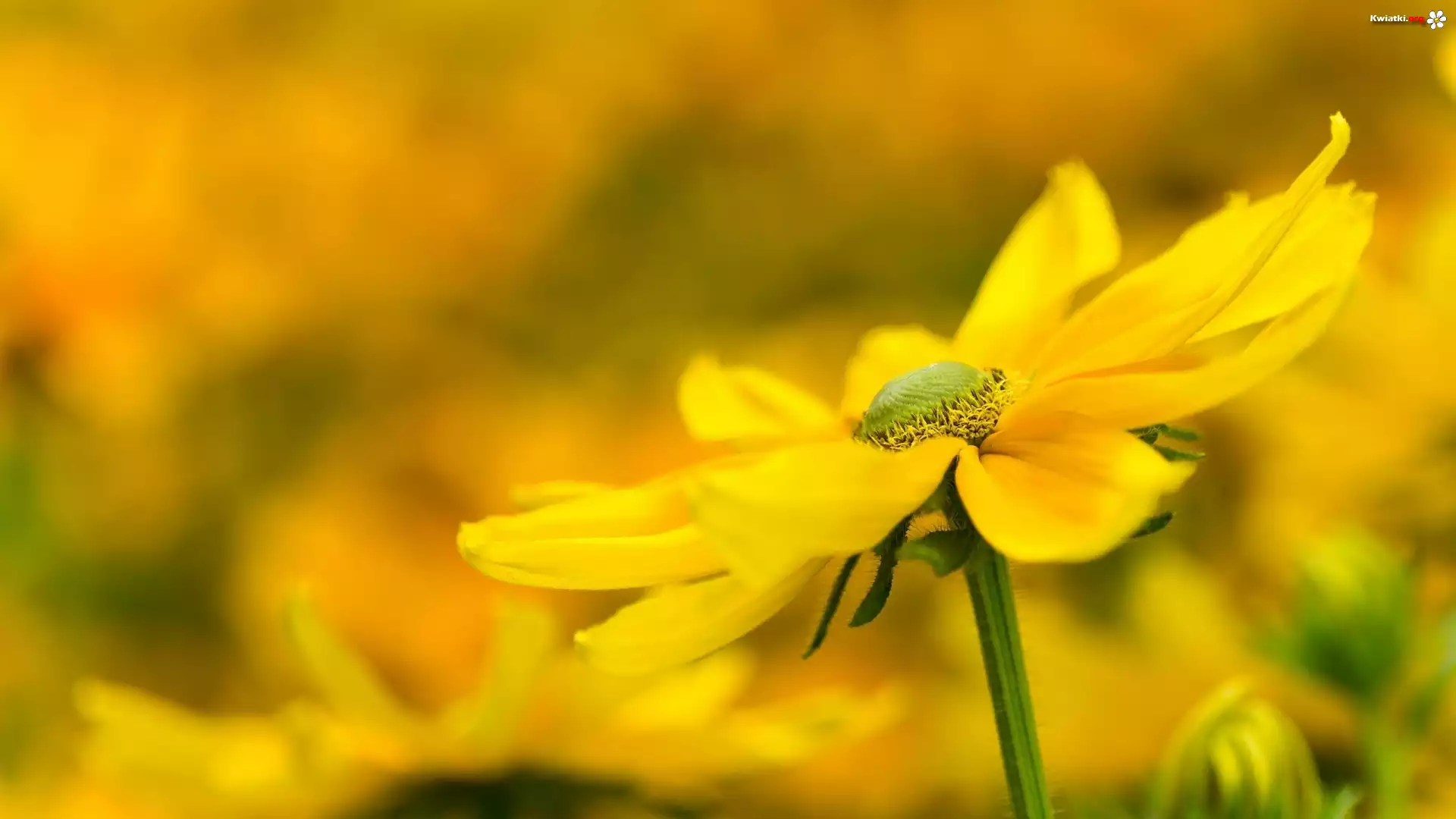 Żółty, Kwiat, Rudbekia, Rozmyte tło