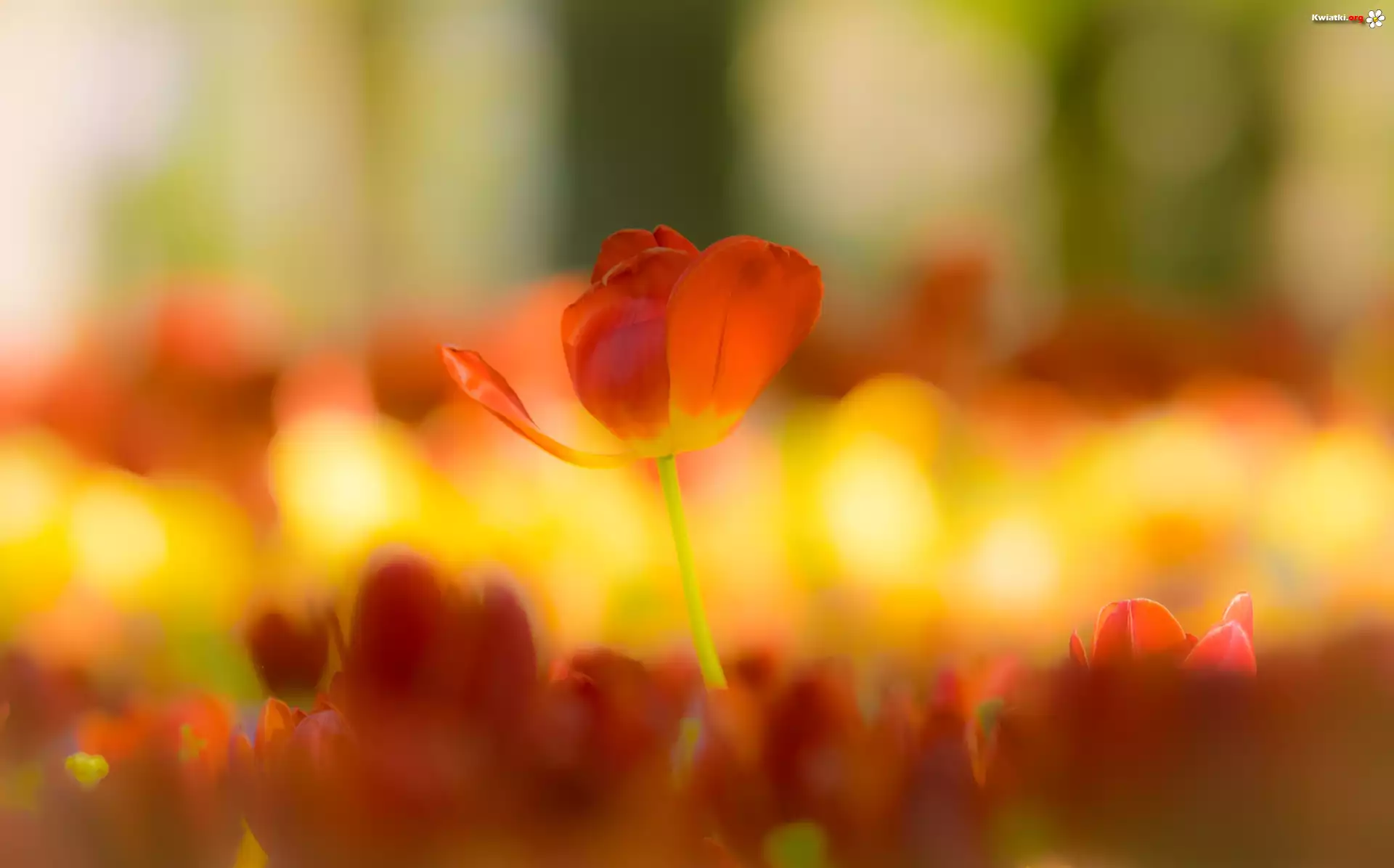 Tulipan, Rozmyte tło