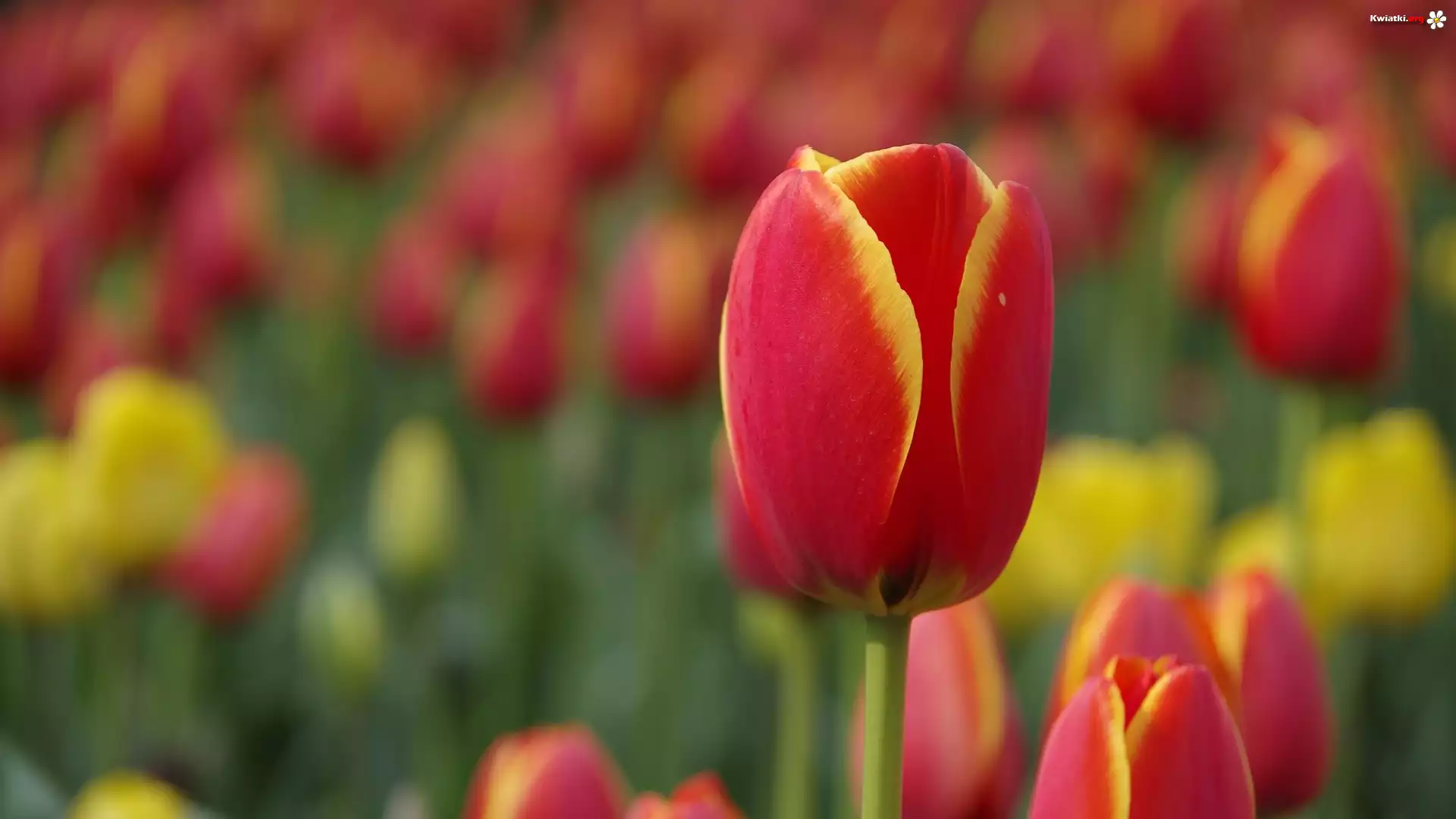 Tulipany, Rozmyte tło