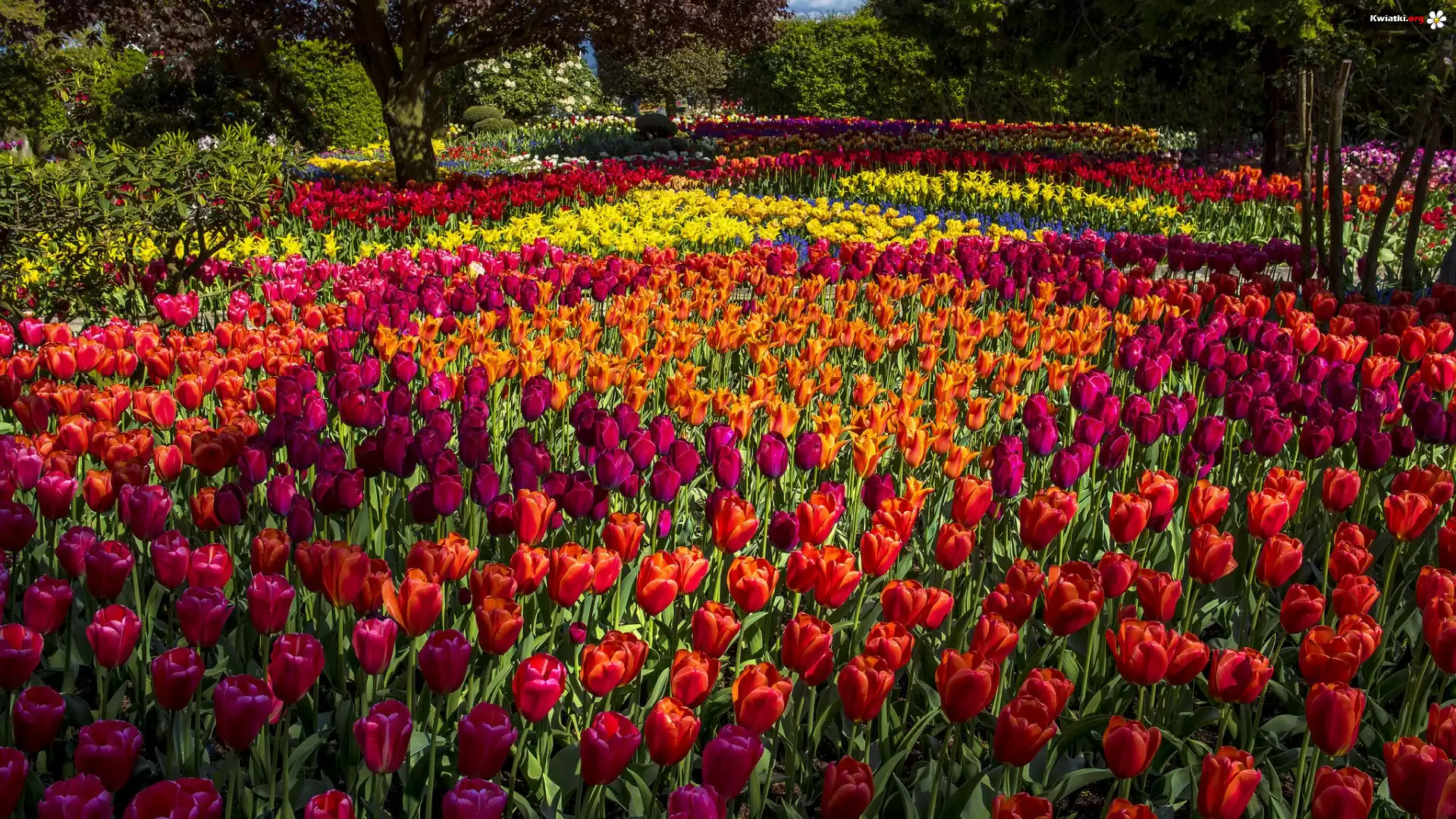 Park, Różnokolorowe, Tulipany