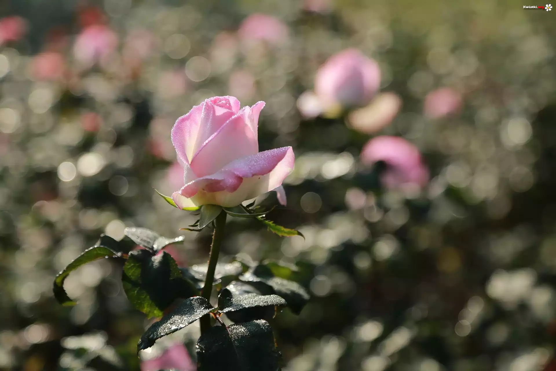 Różowa, Róża, Kropelki, Rosa