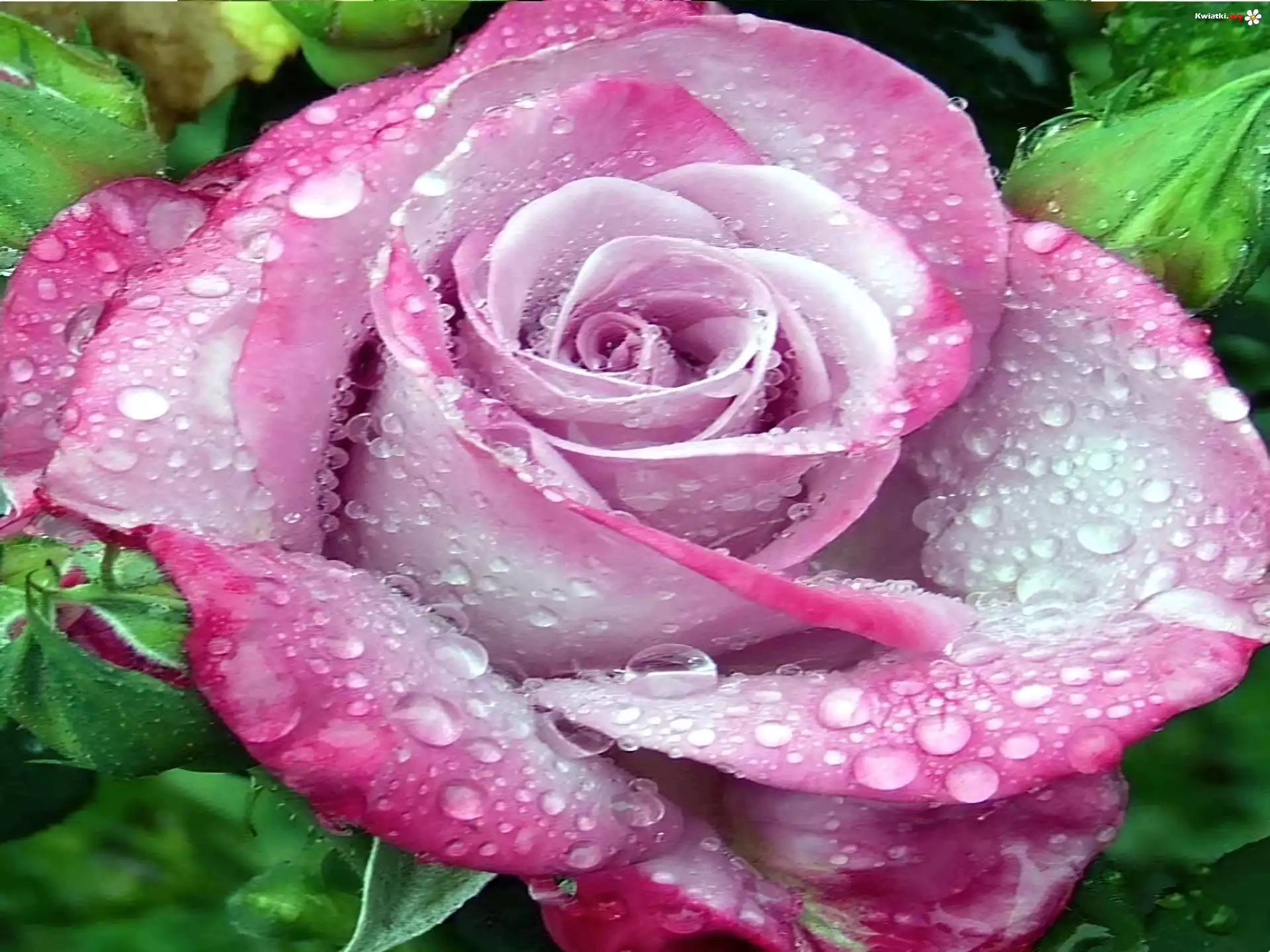 Mokra, Różowa, Róża