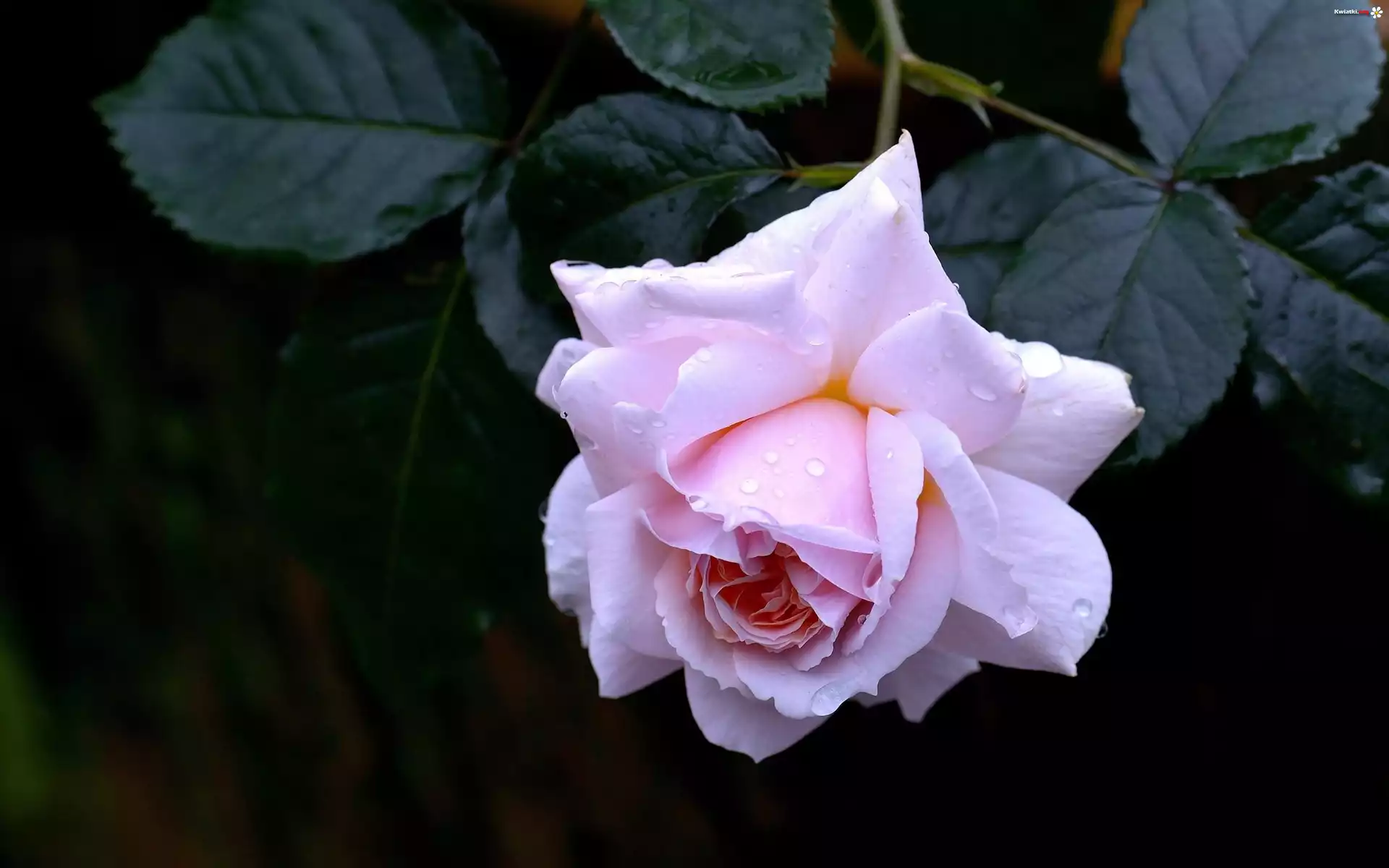 Różowa, Róża, Krople, Rosy, Liście