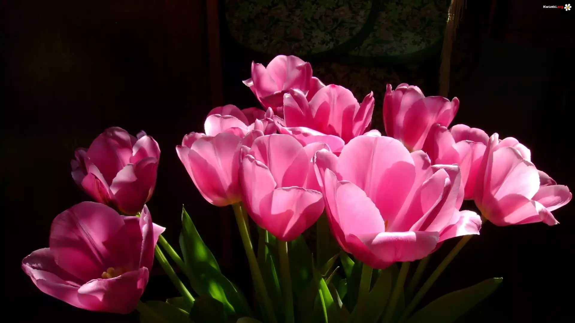 Bukiet, Różowe, Tulipany