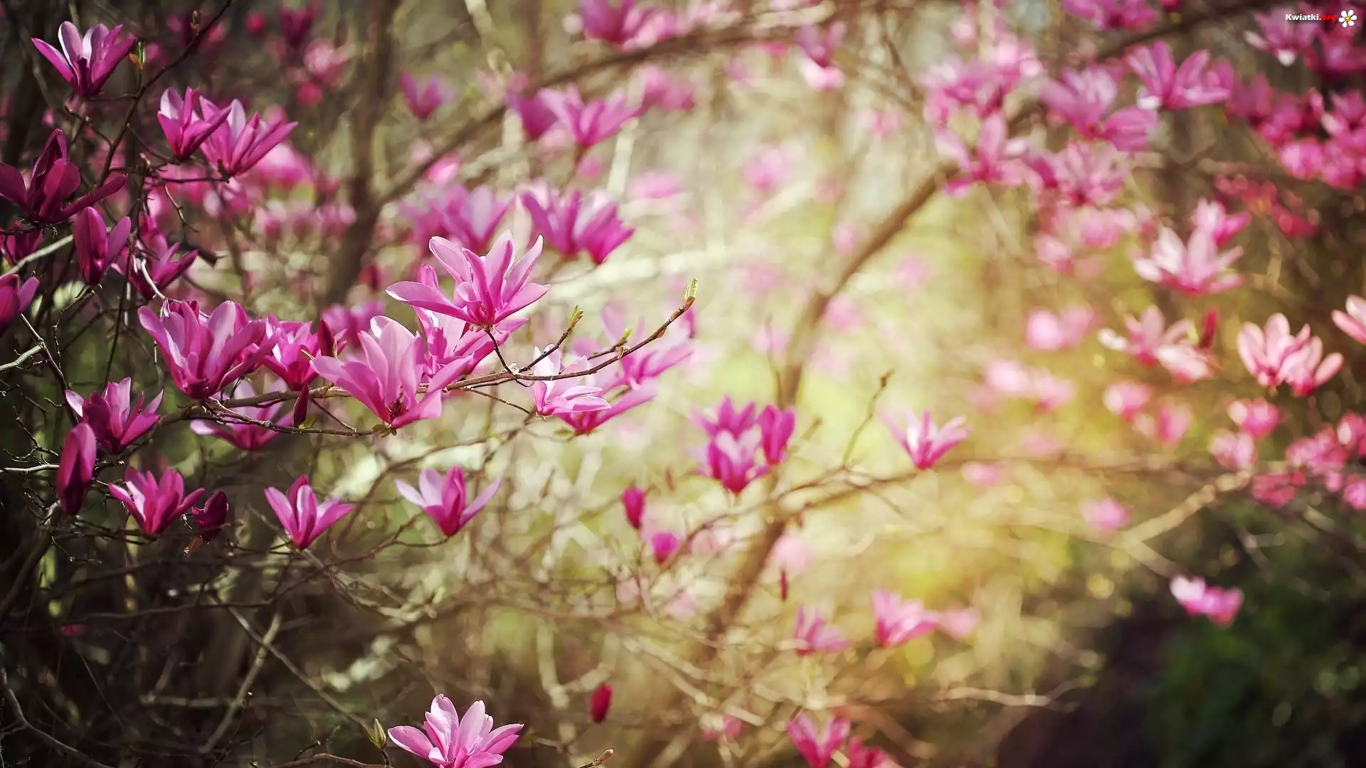 Gałązka, Różowe, Kwiatki, Magnolia