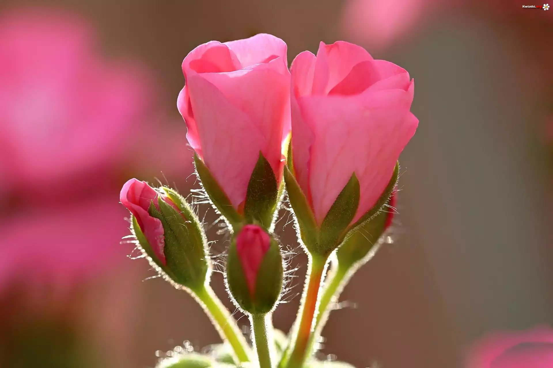 Rozowe, Geranium