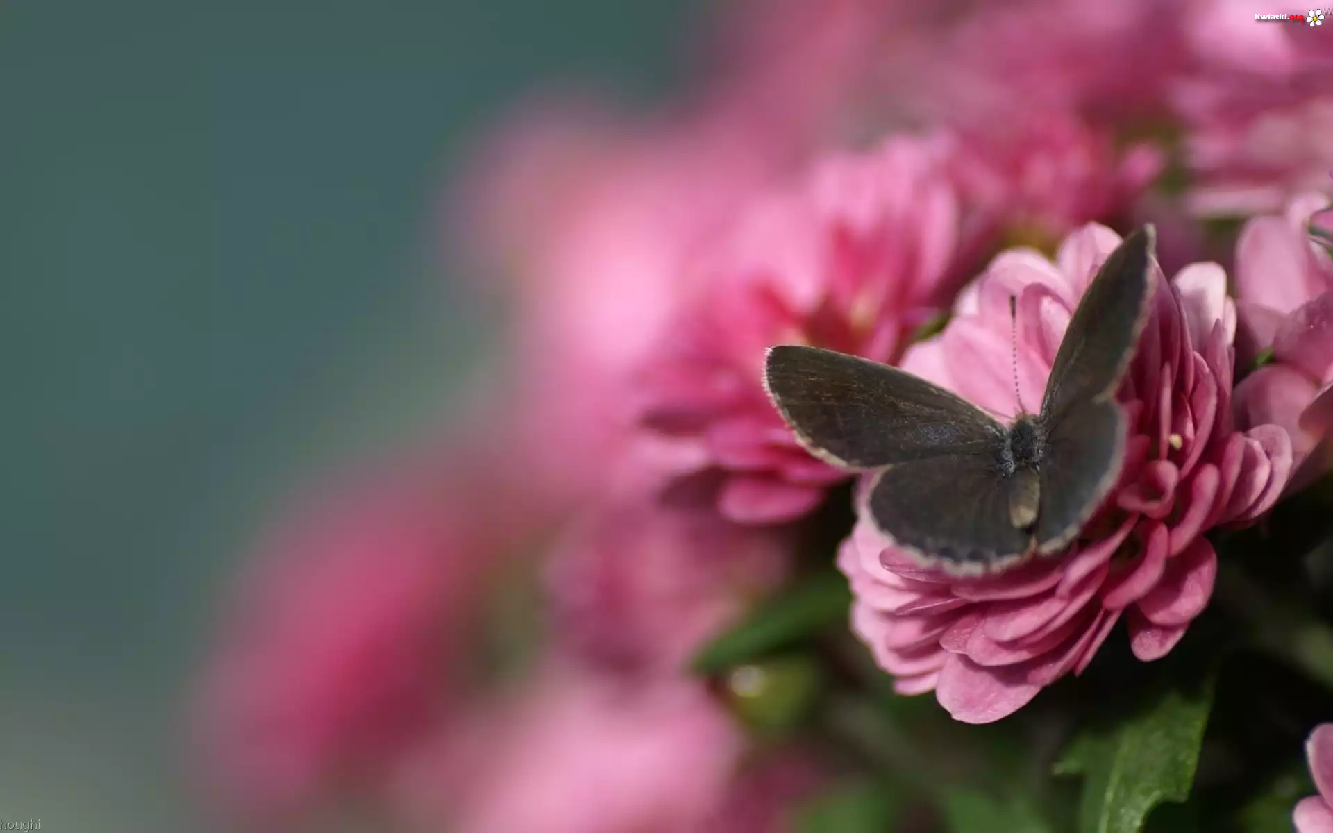 Różowe, Kwiaty, Motyl, Głębia, Ostrości