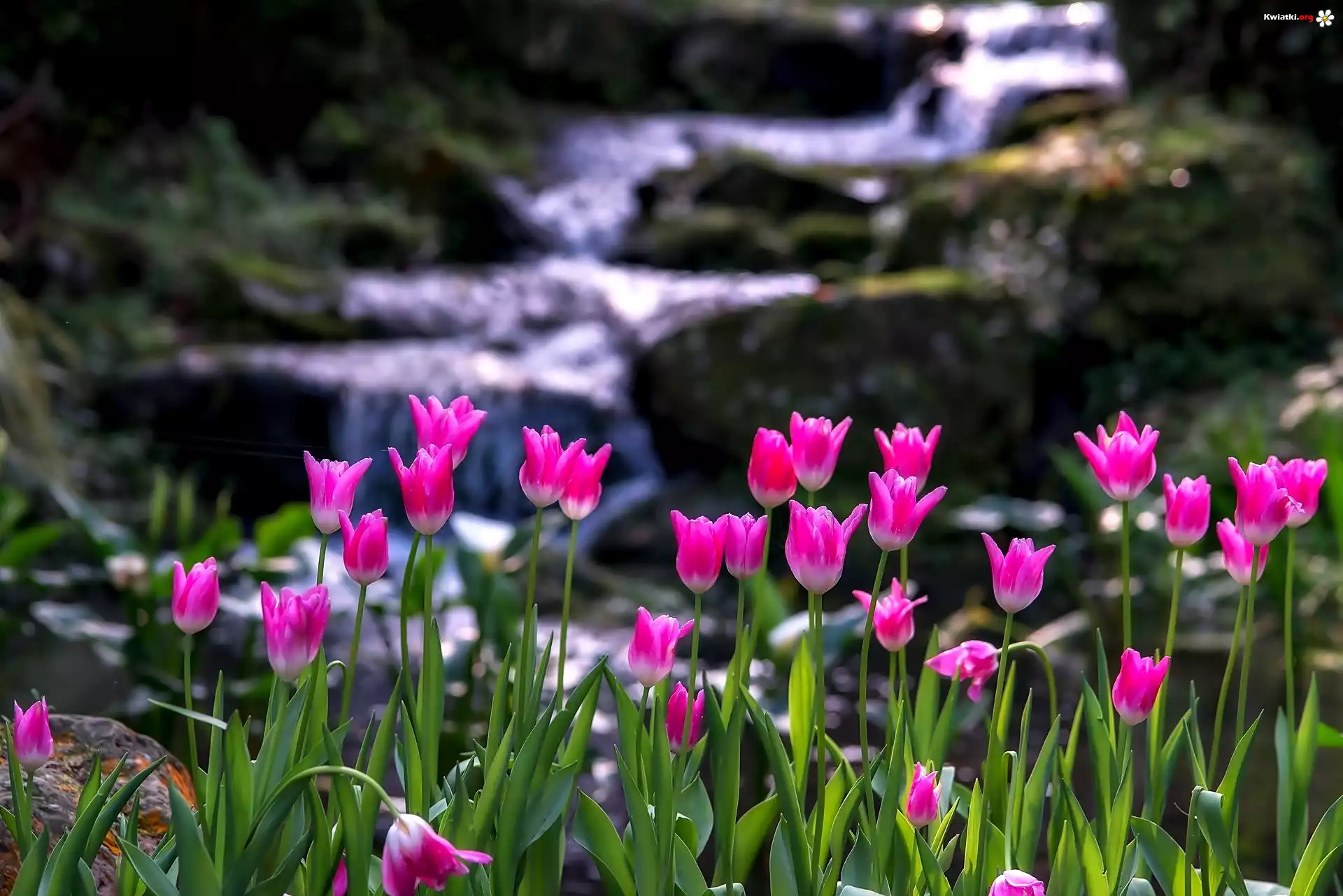 Różowe, Tulipany, Górska, Rzeka