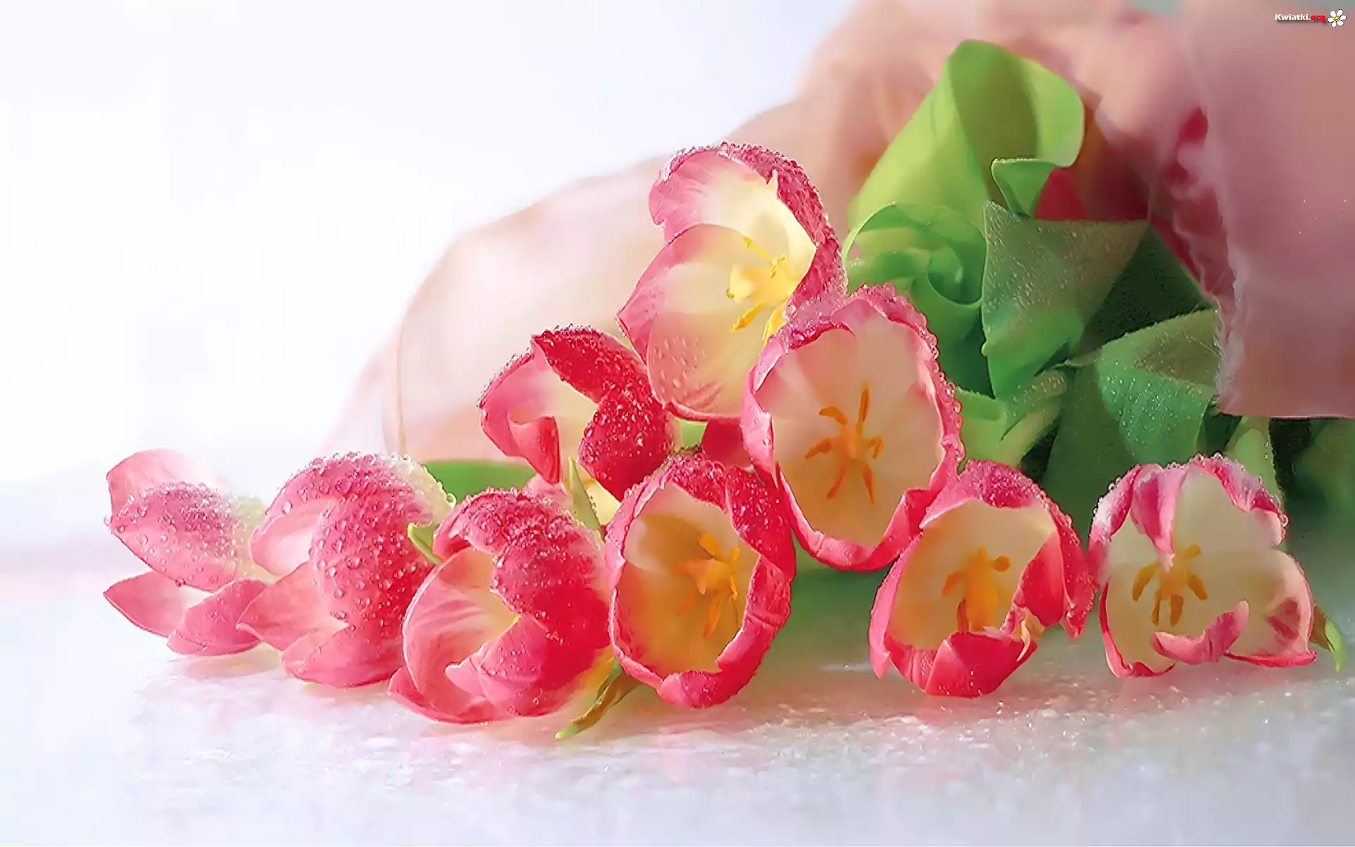 Różowe, Tulipany, Krople, Rosy