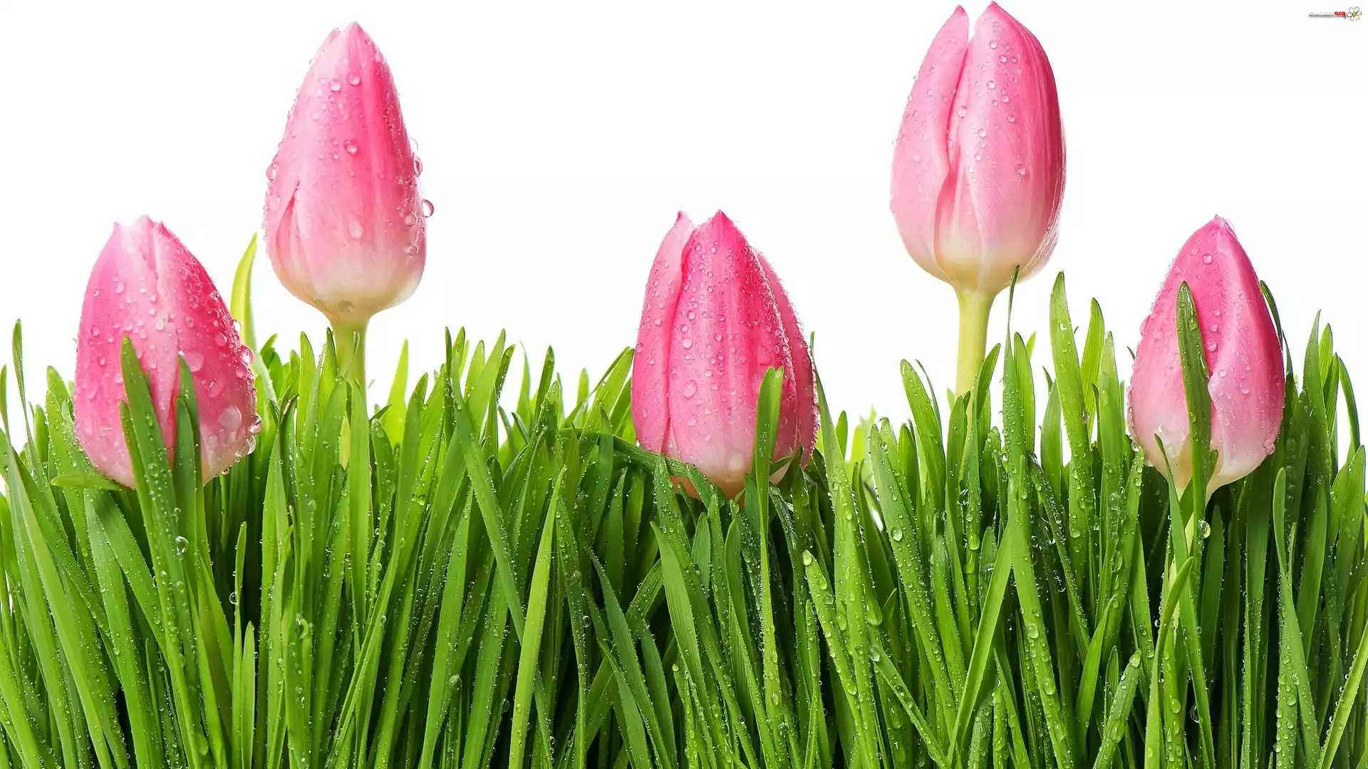 Różowe, Tulipany, Krople, Trawa