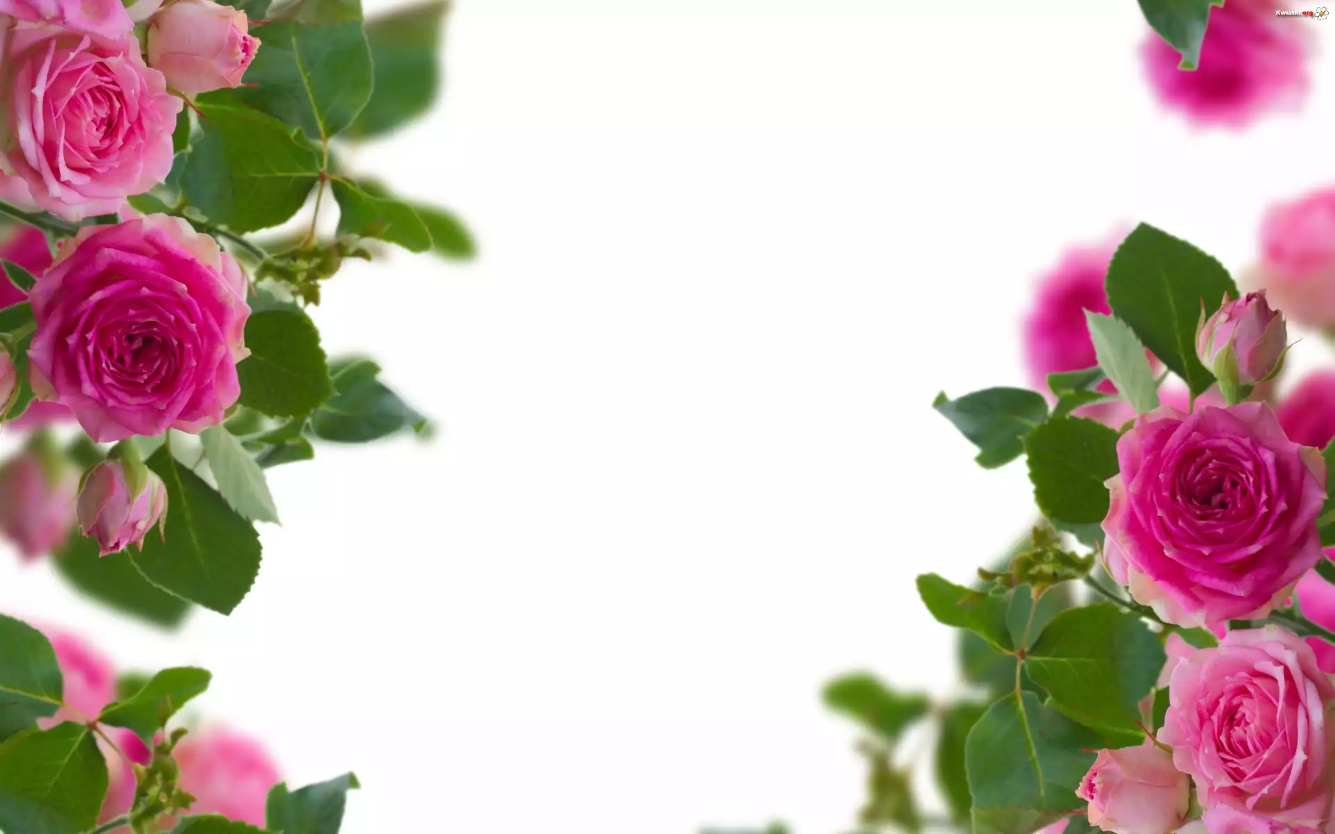 Kwiaty, Rozowe, Roze