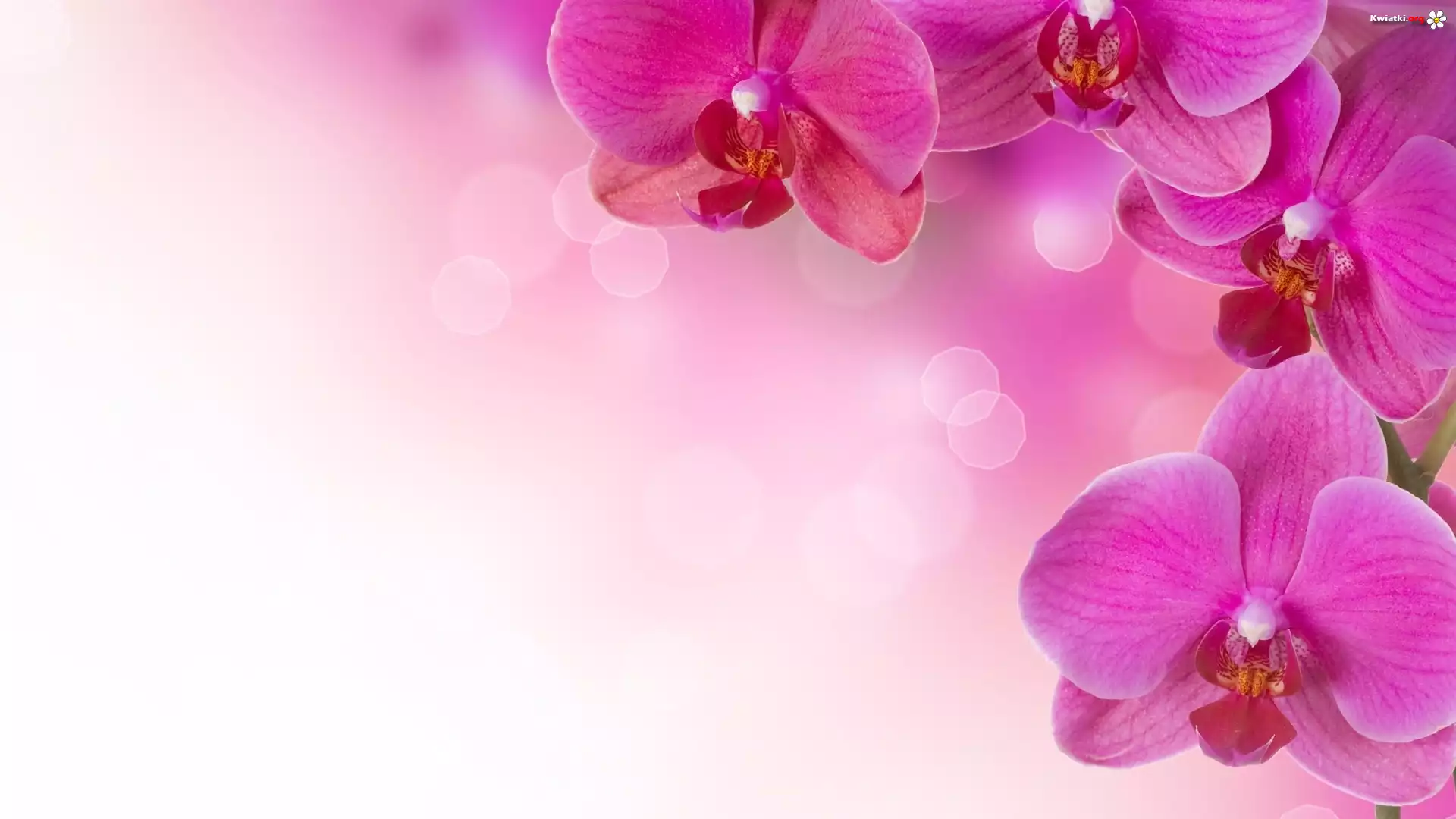Różowe, Orchidea
