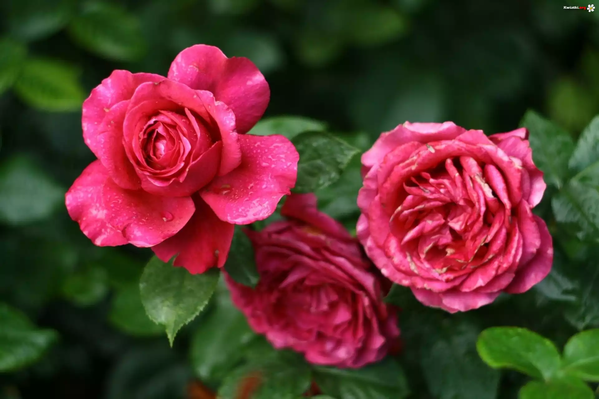 Rozowe, Roze