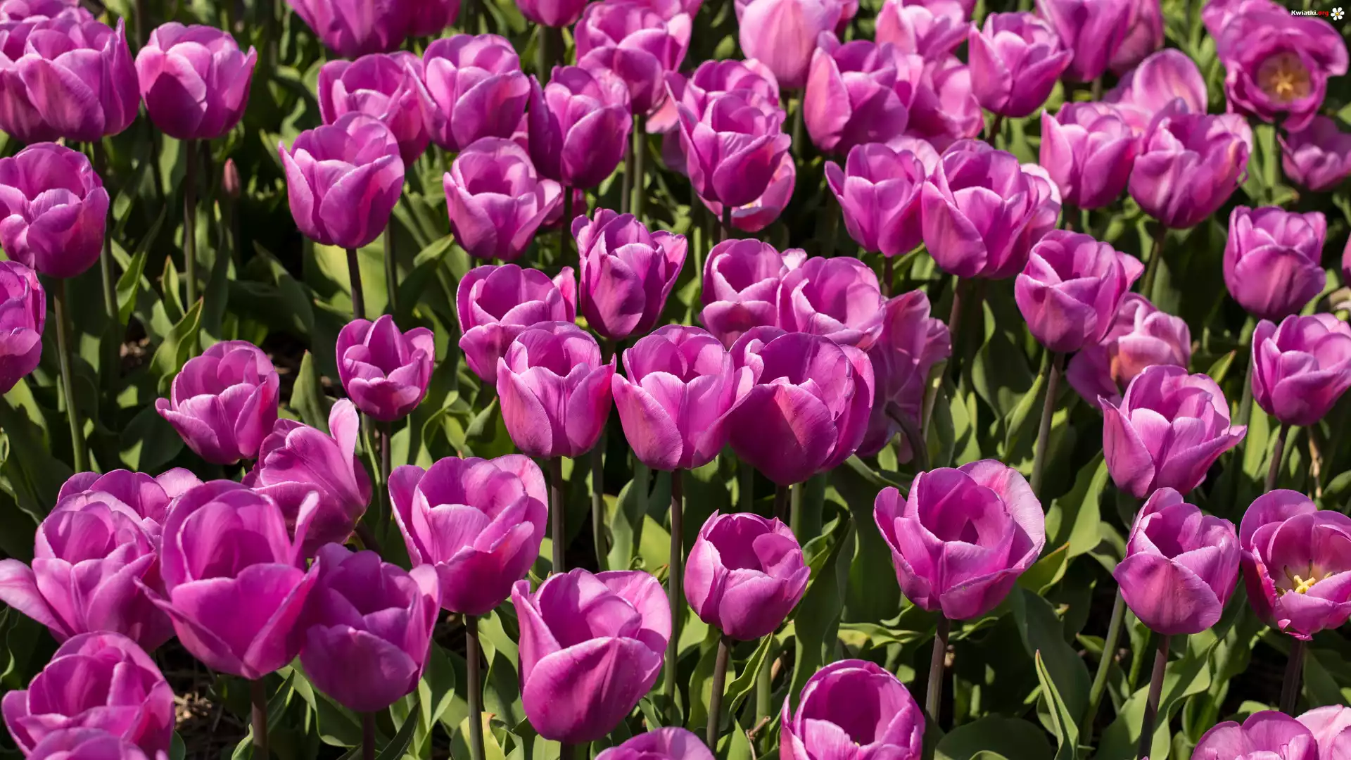 Rozwinięte, Różowe, Tulipany