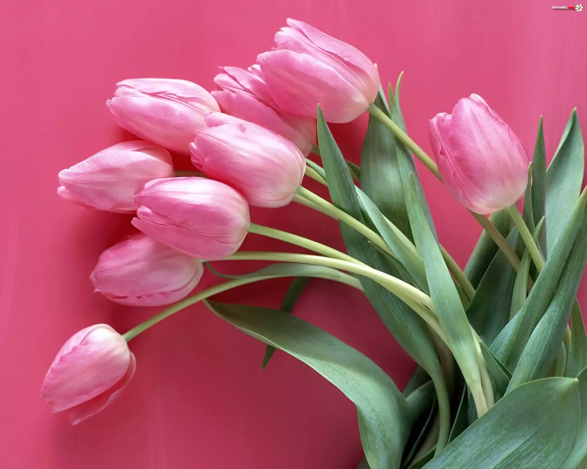 Różowe, Tulipany
