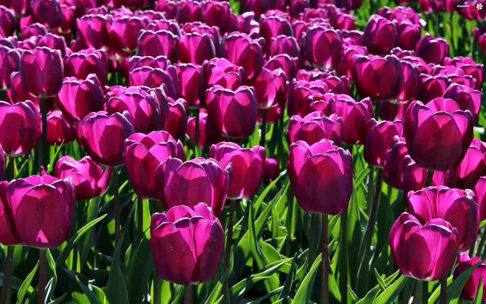 Różowe, Tulipany