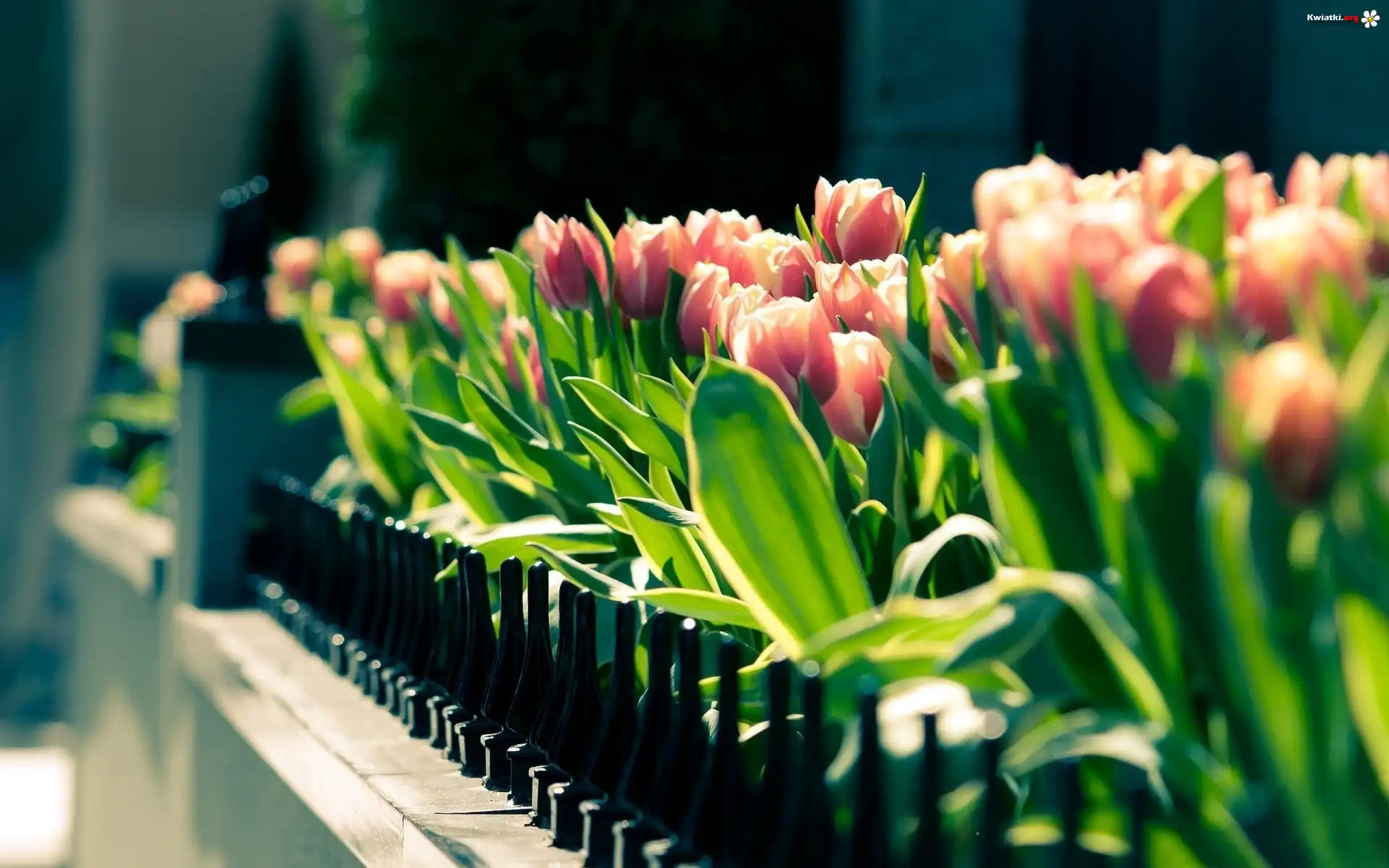 Różowe, Tulipany