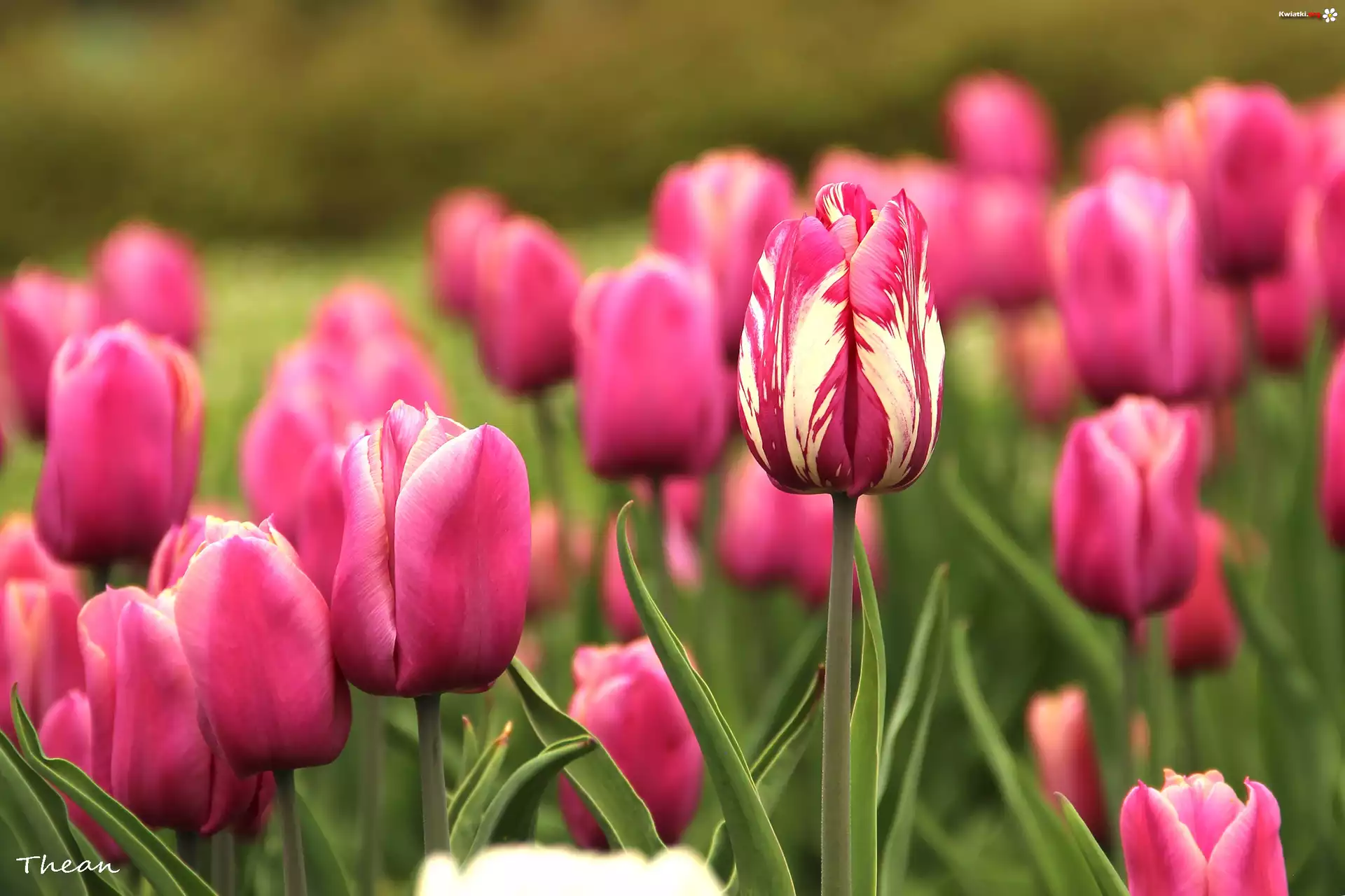 Różowe, Tulipany