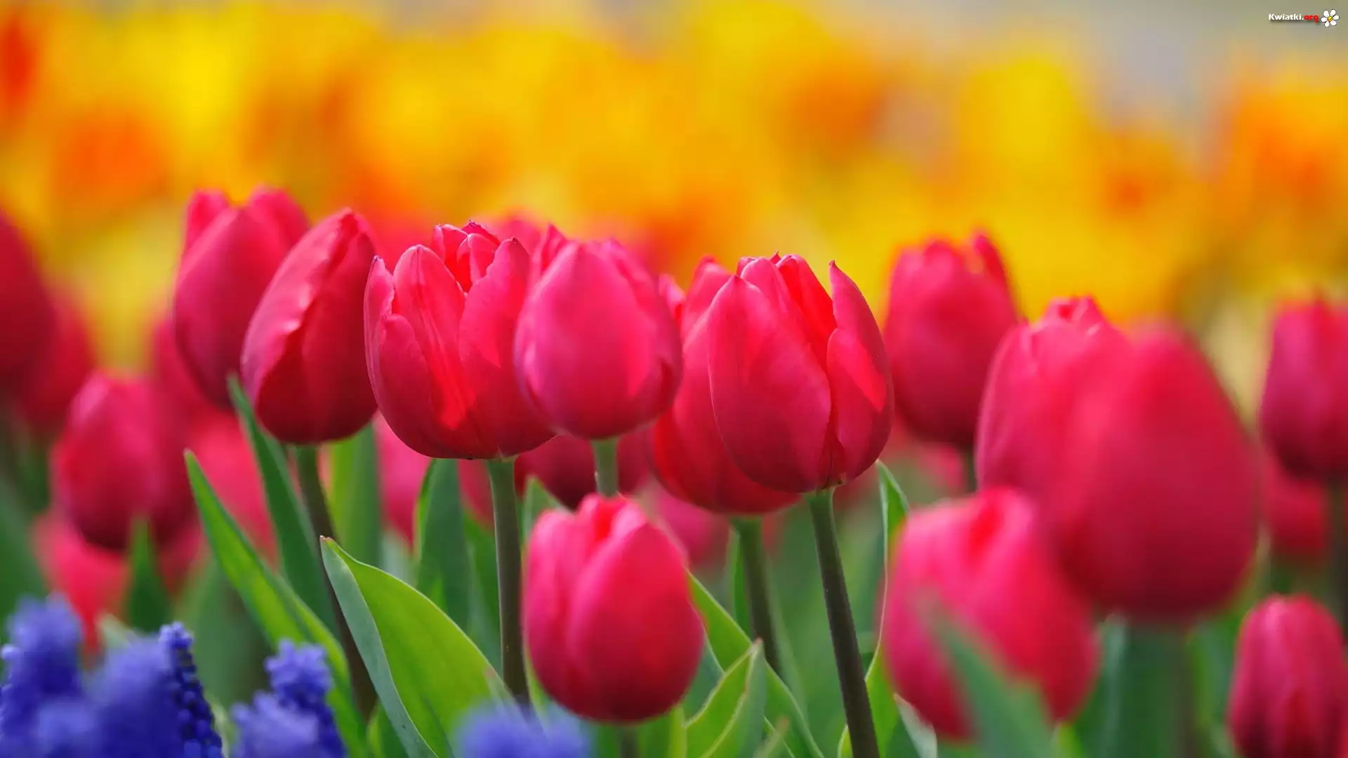 Różowe, Tulipany