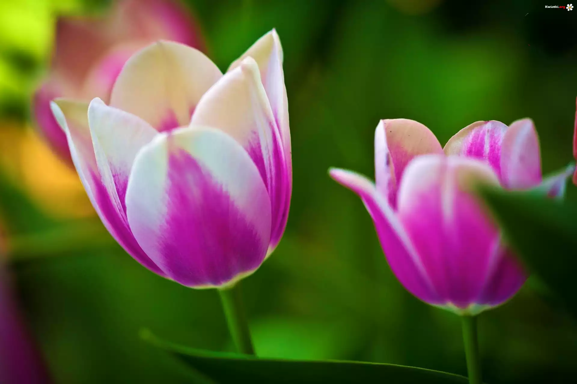 Różowe, Tulipany