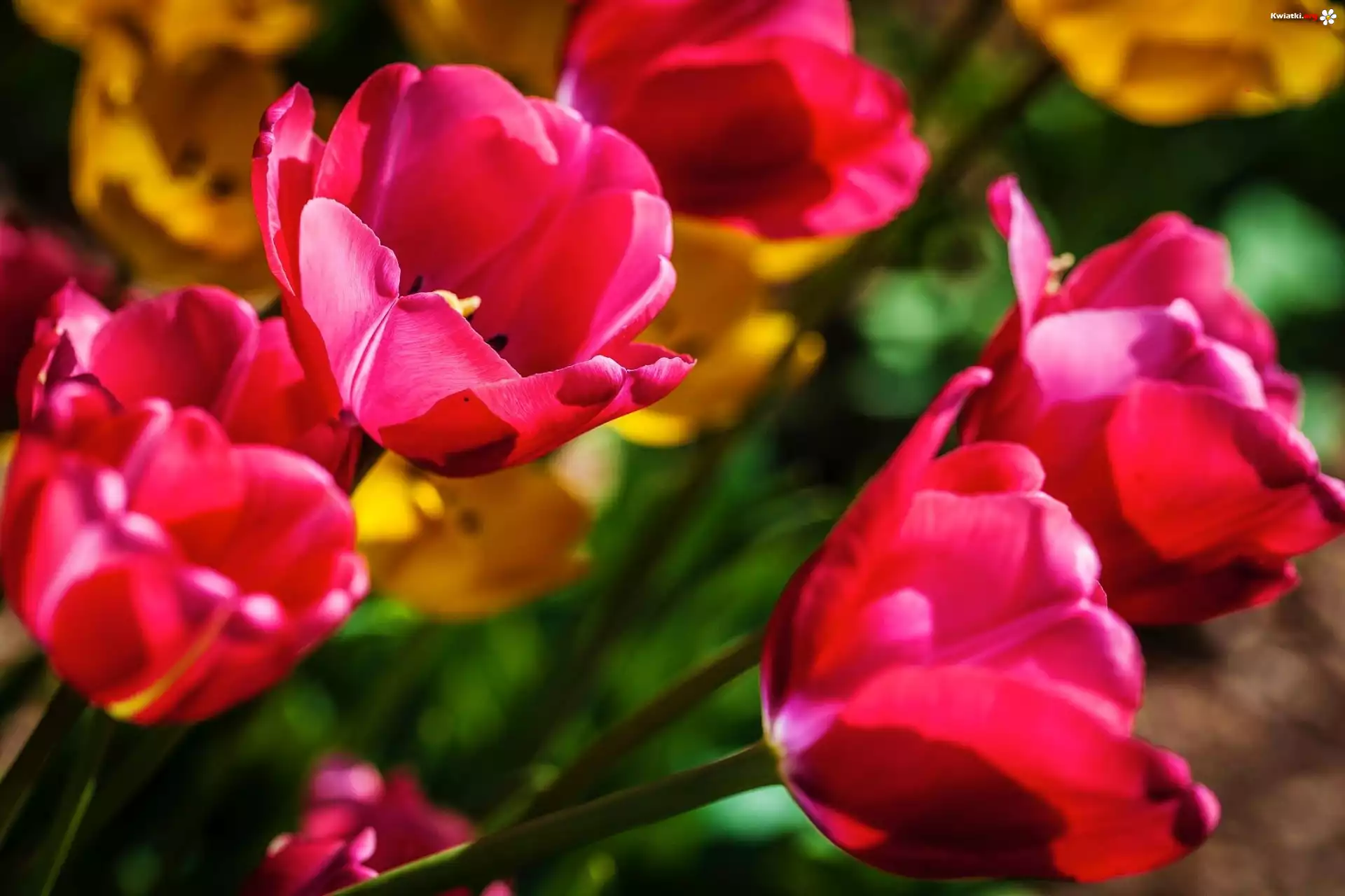 Różowe, Tulipany