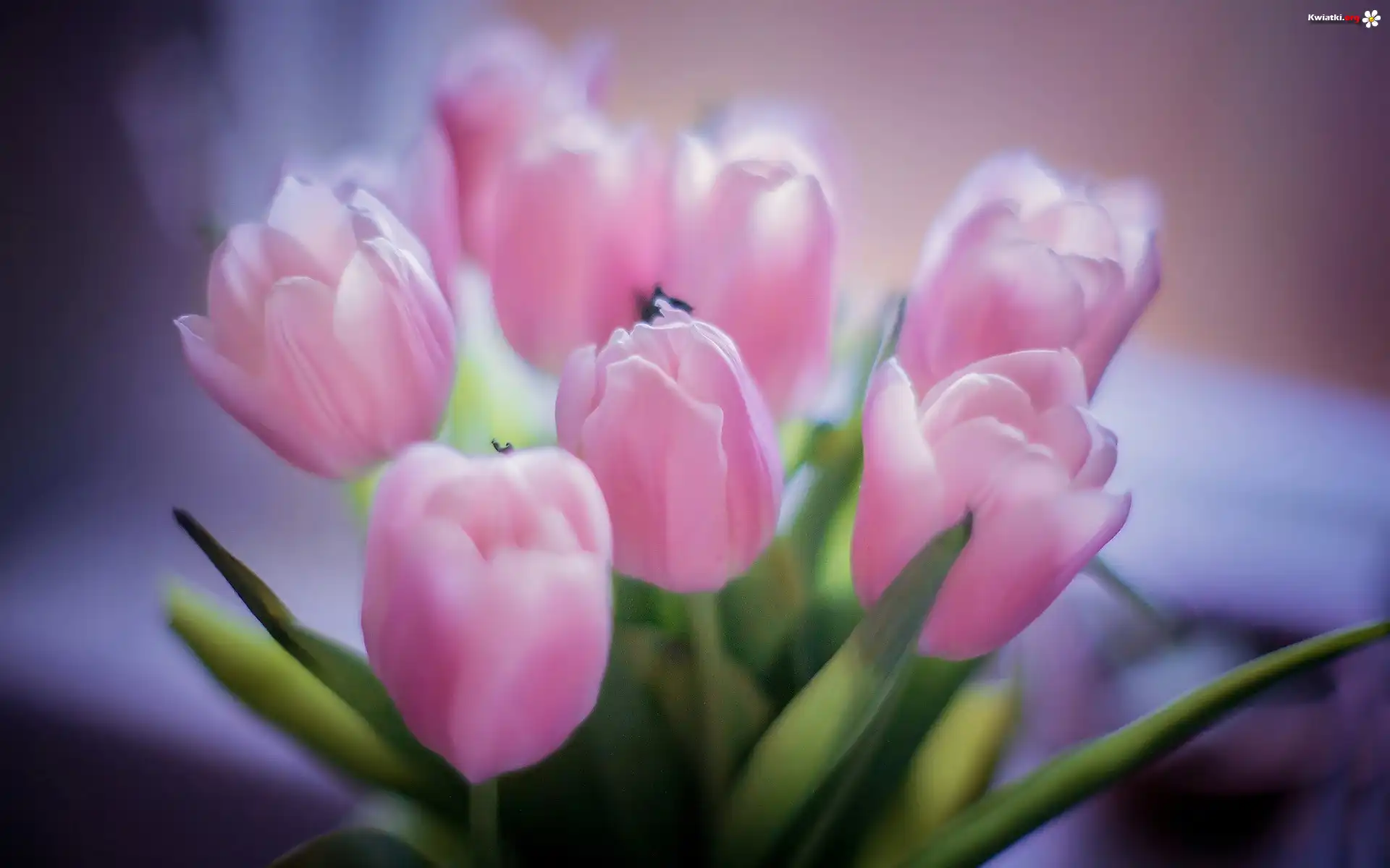 Różowe, Tulipany