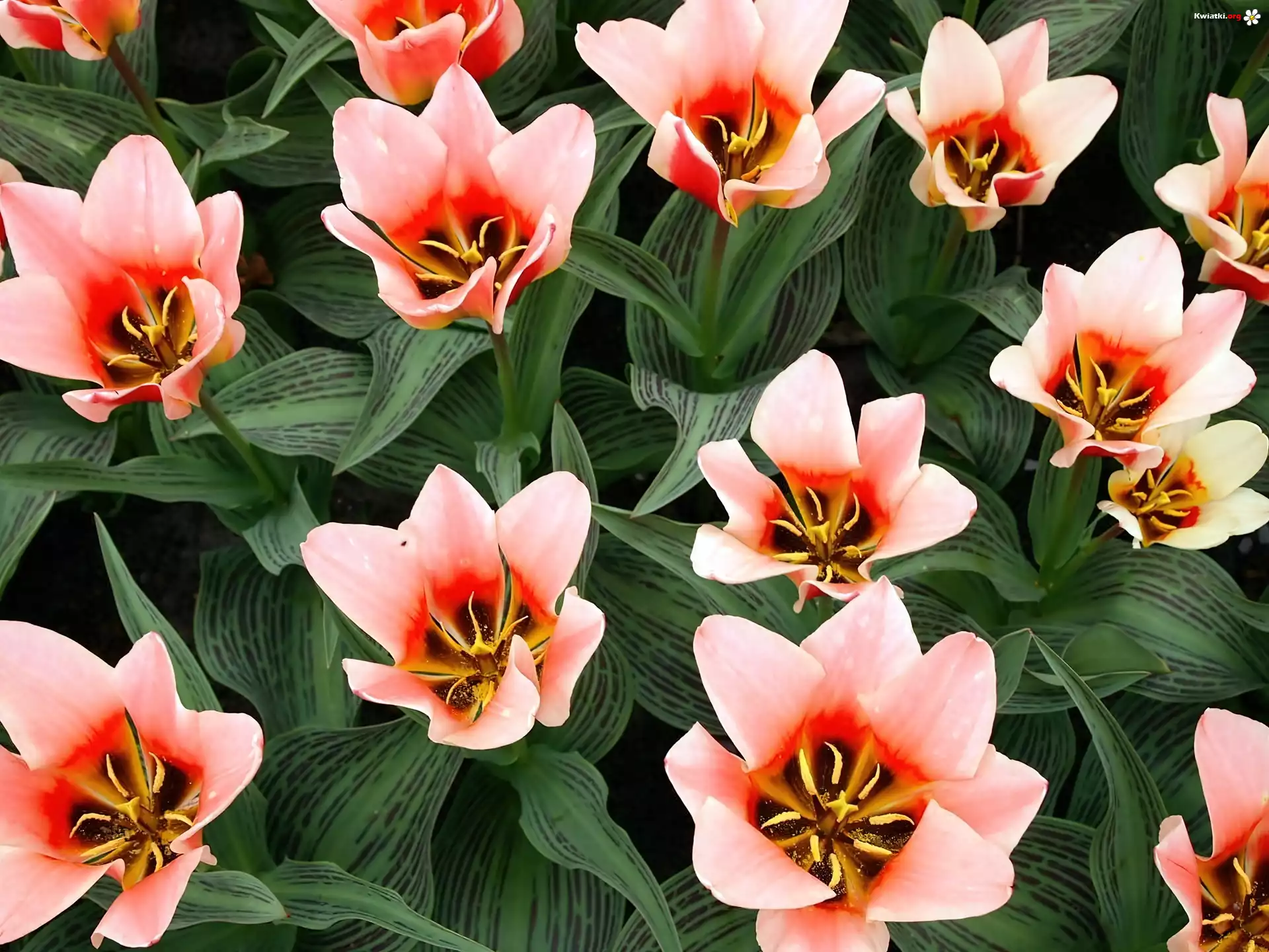 Różowe, Tulipany