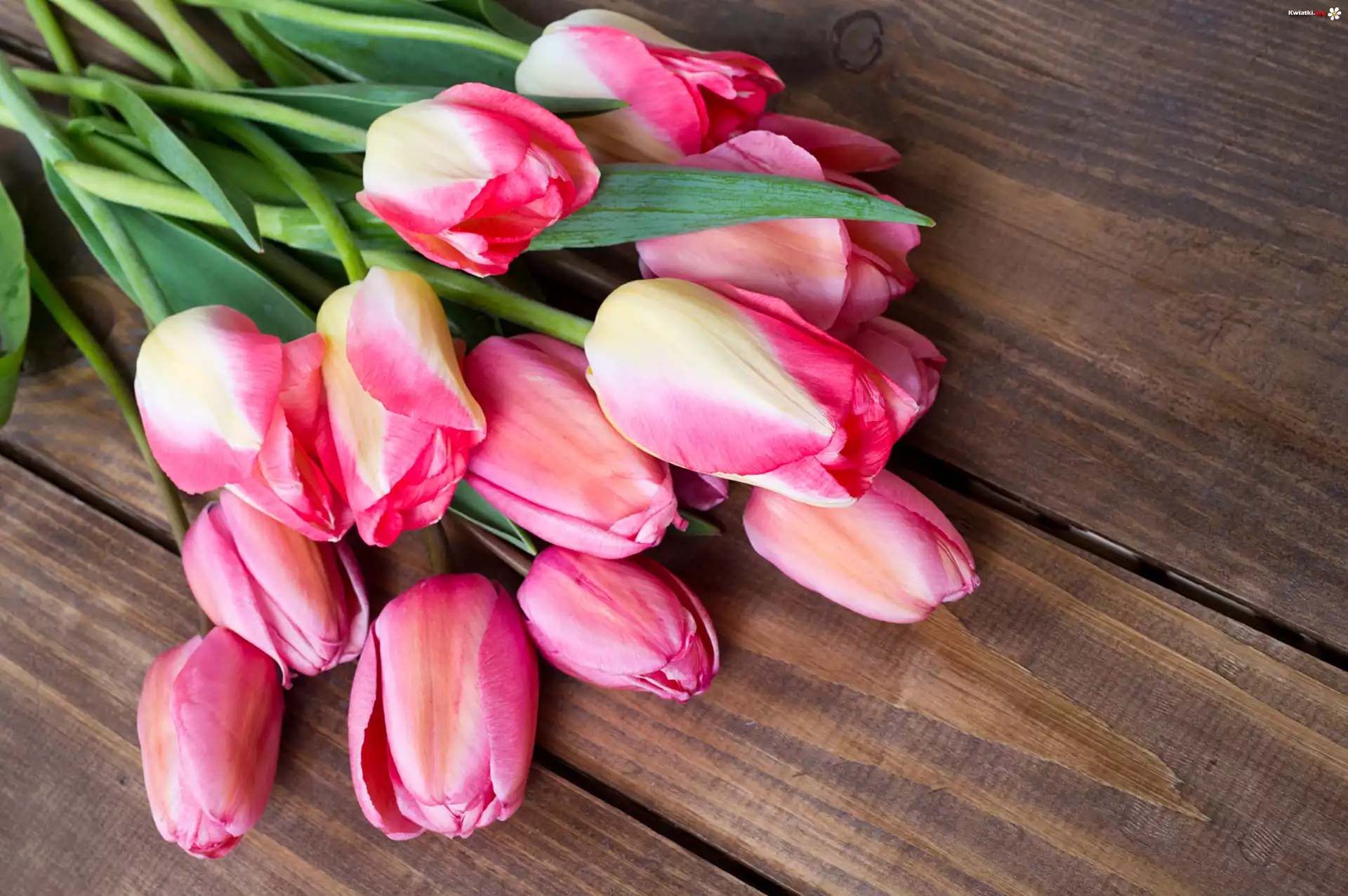 Różowe, Tulipany