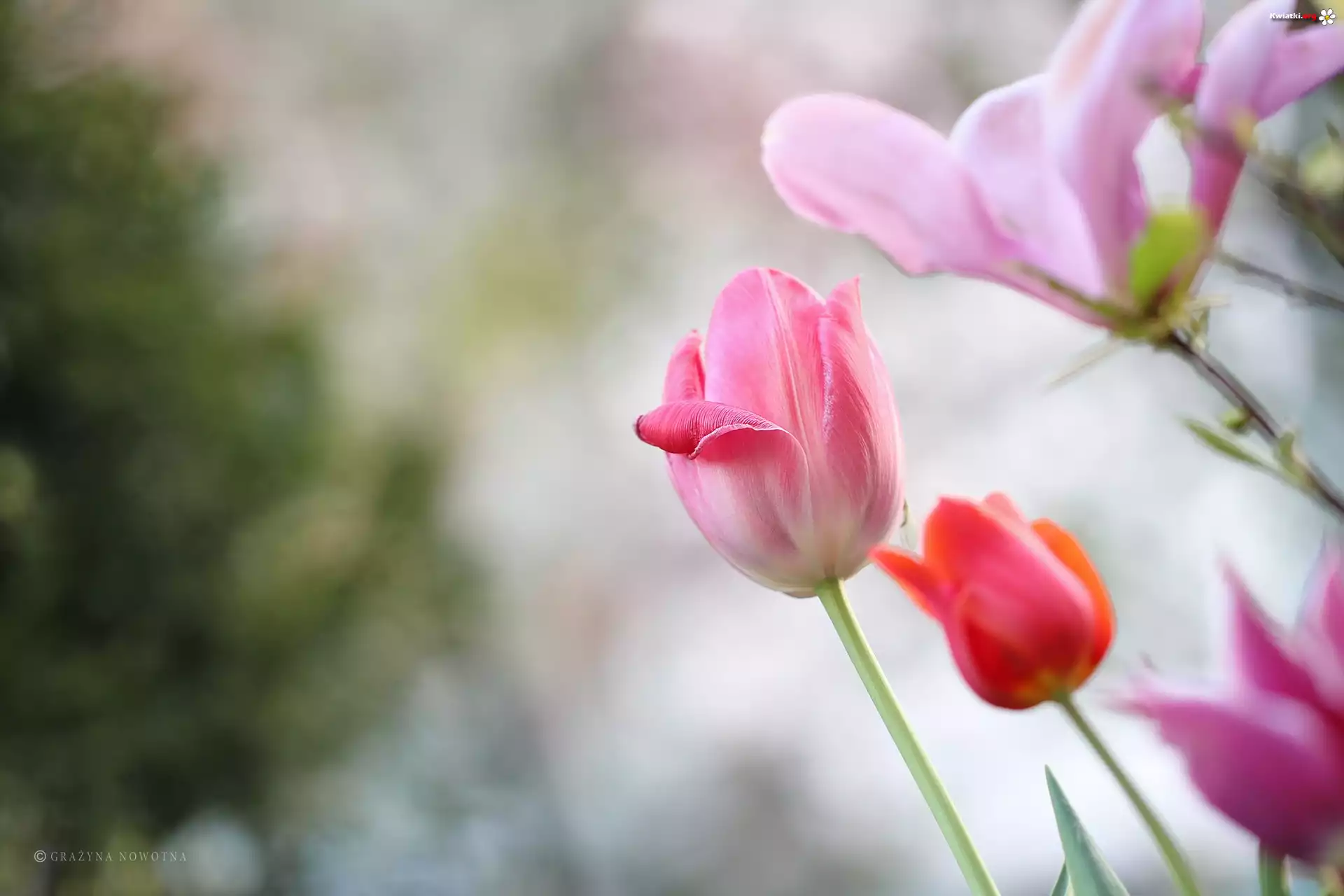 Tulipany, Różowe, Kwiaty