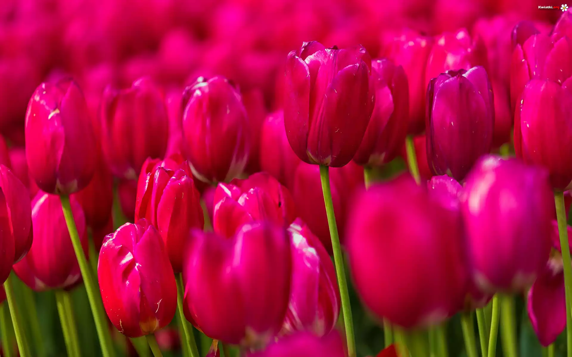 Tulipany, Różowe, Rozmycie