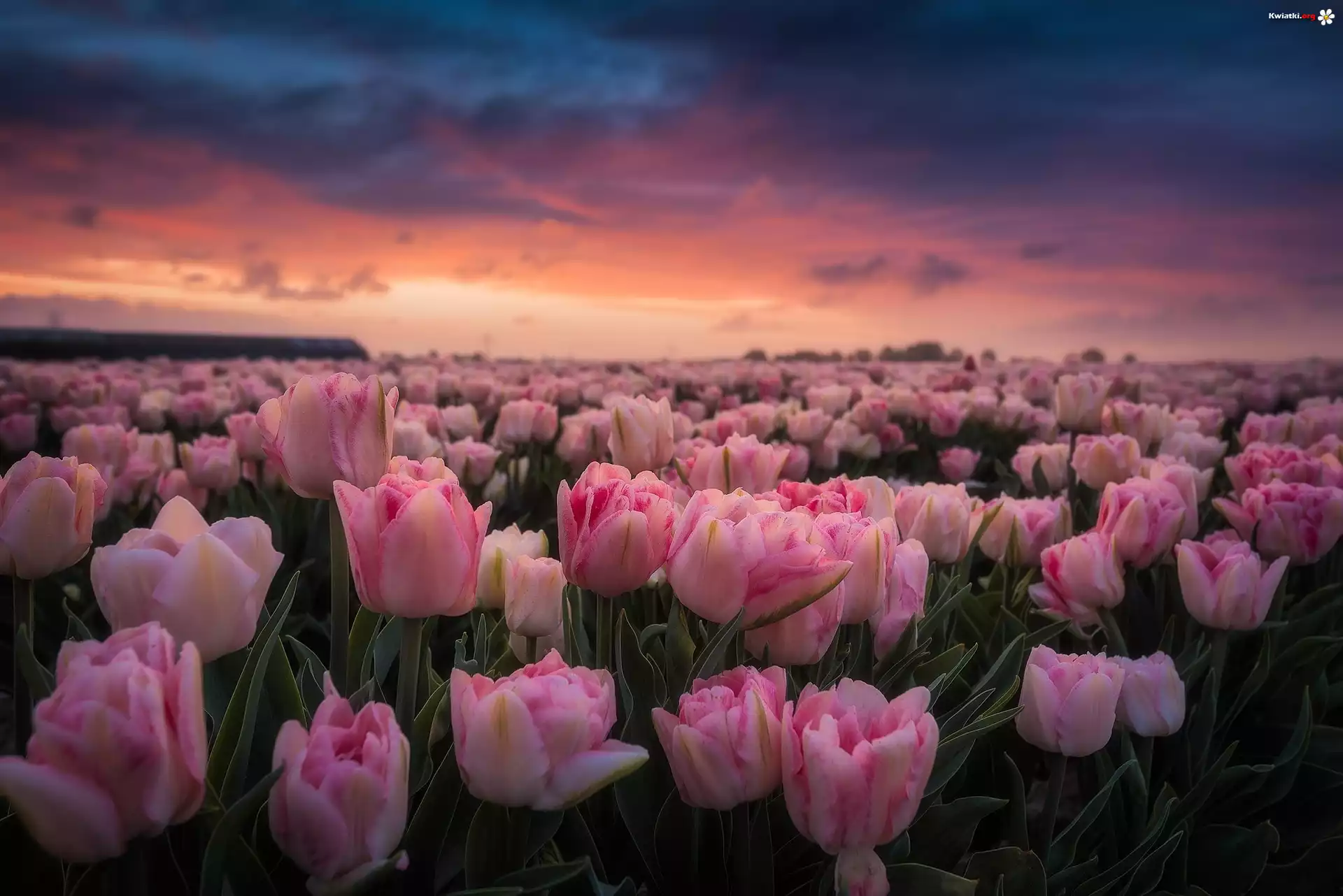 Różowe, Tulipany, Pole, Zachód słońca