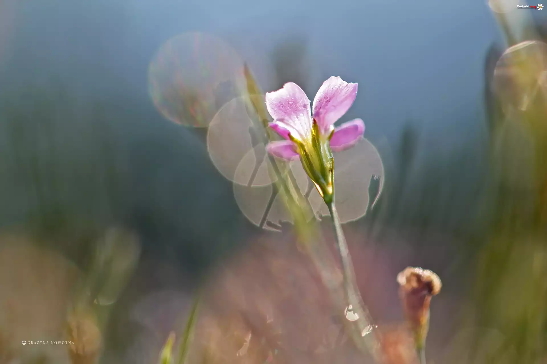 Kwiat, Różowy, Bokeh