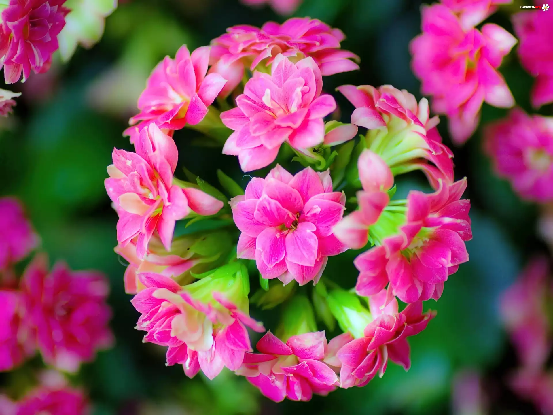Kwiat, Różowy, Kalanchoe