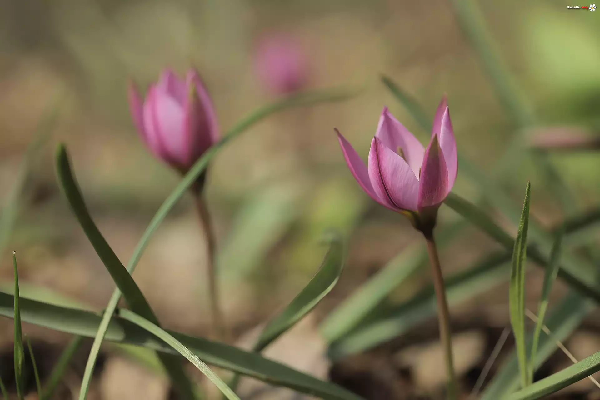 Różowy, Tulipan, Kwiat, Źdźbła