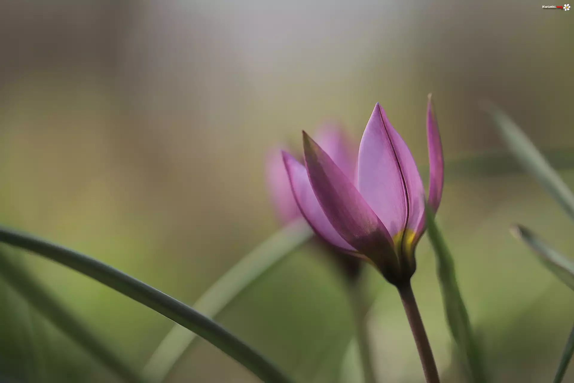 Różowy, Tulipan, Kwiat, Zbliżenie