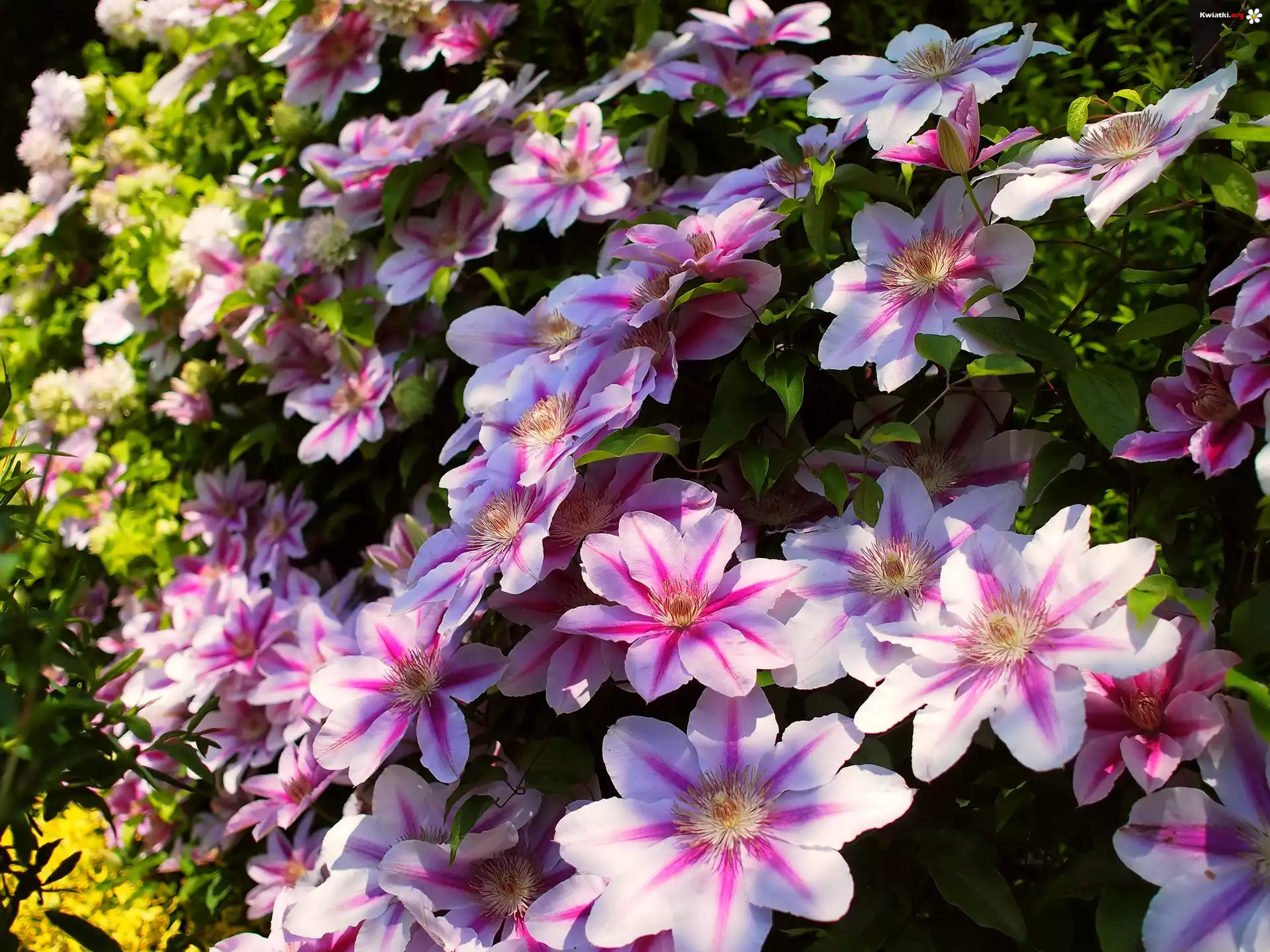 Kwity, Różowy, Clematis