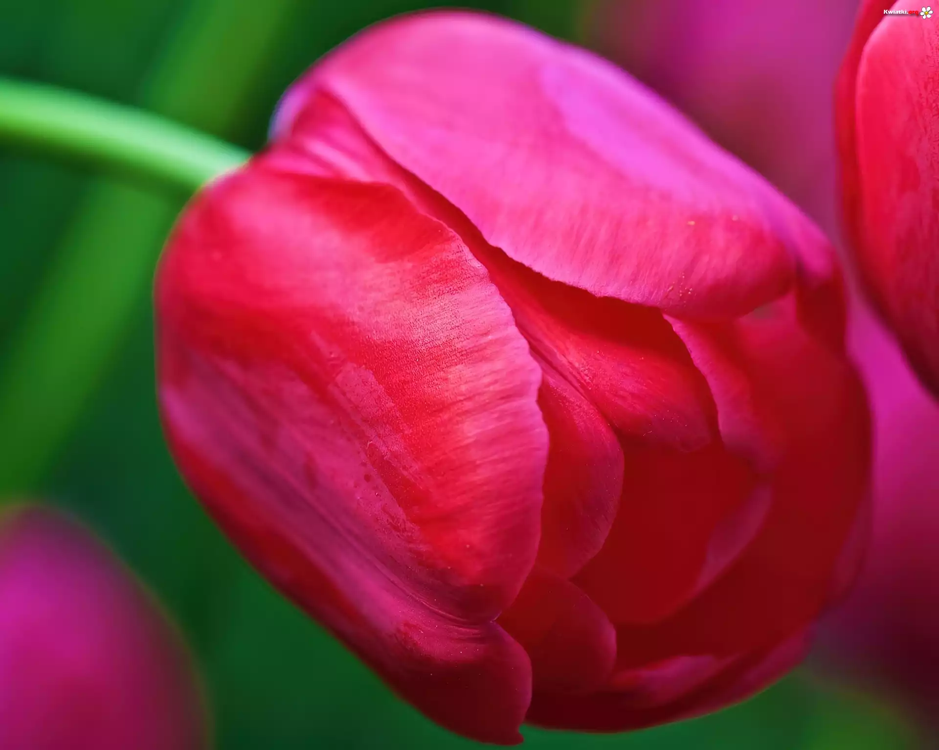 Różowy, Tulipan