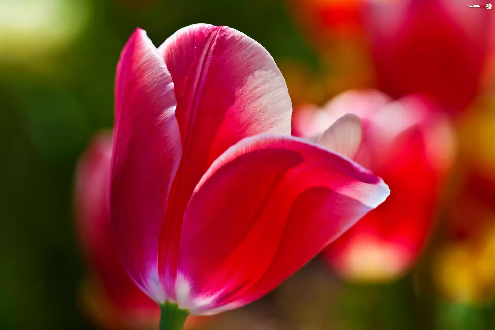 Różowy, Tulipan