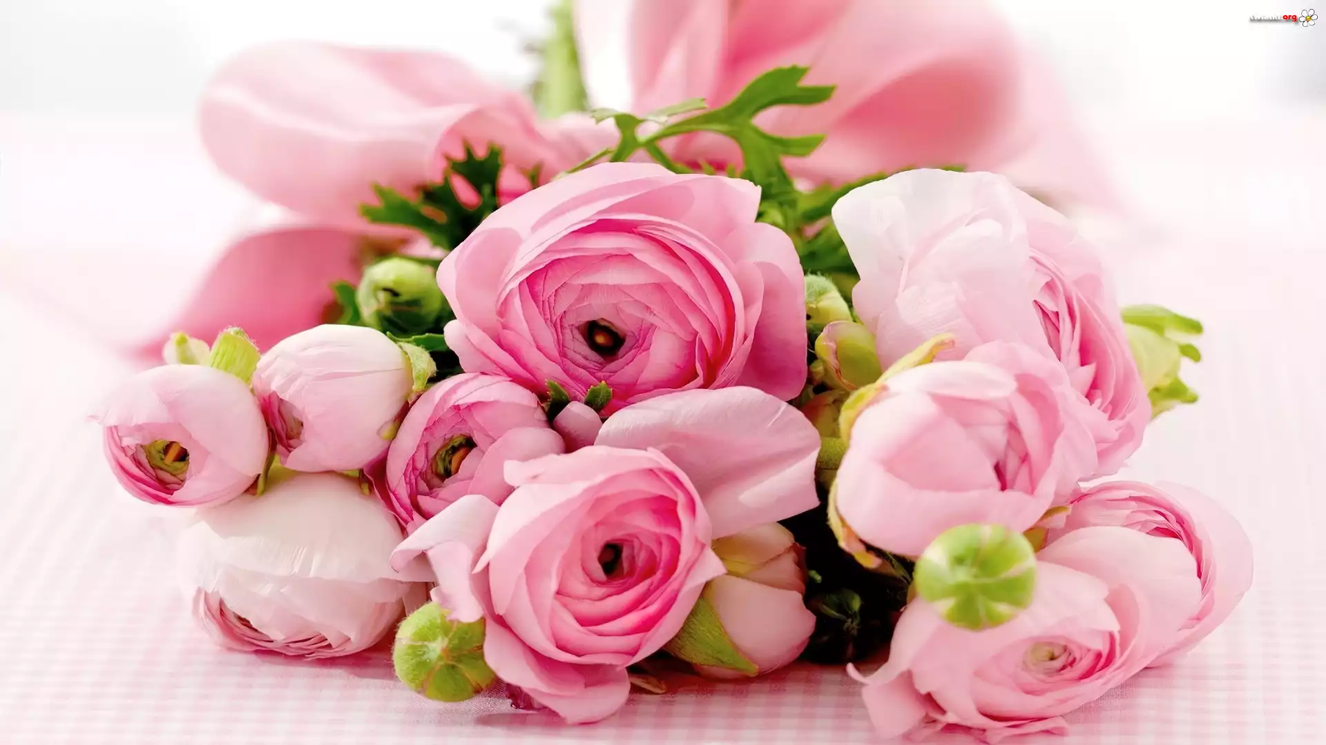 Ranunkulus, Azjatycki, Jaskier, Wiązanka
